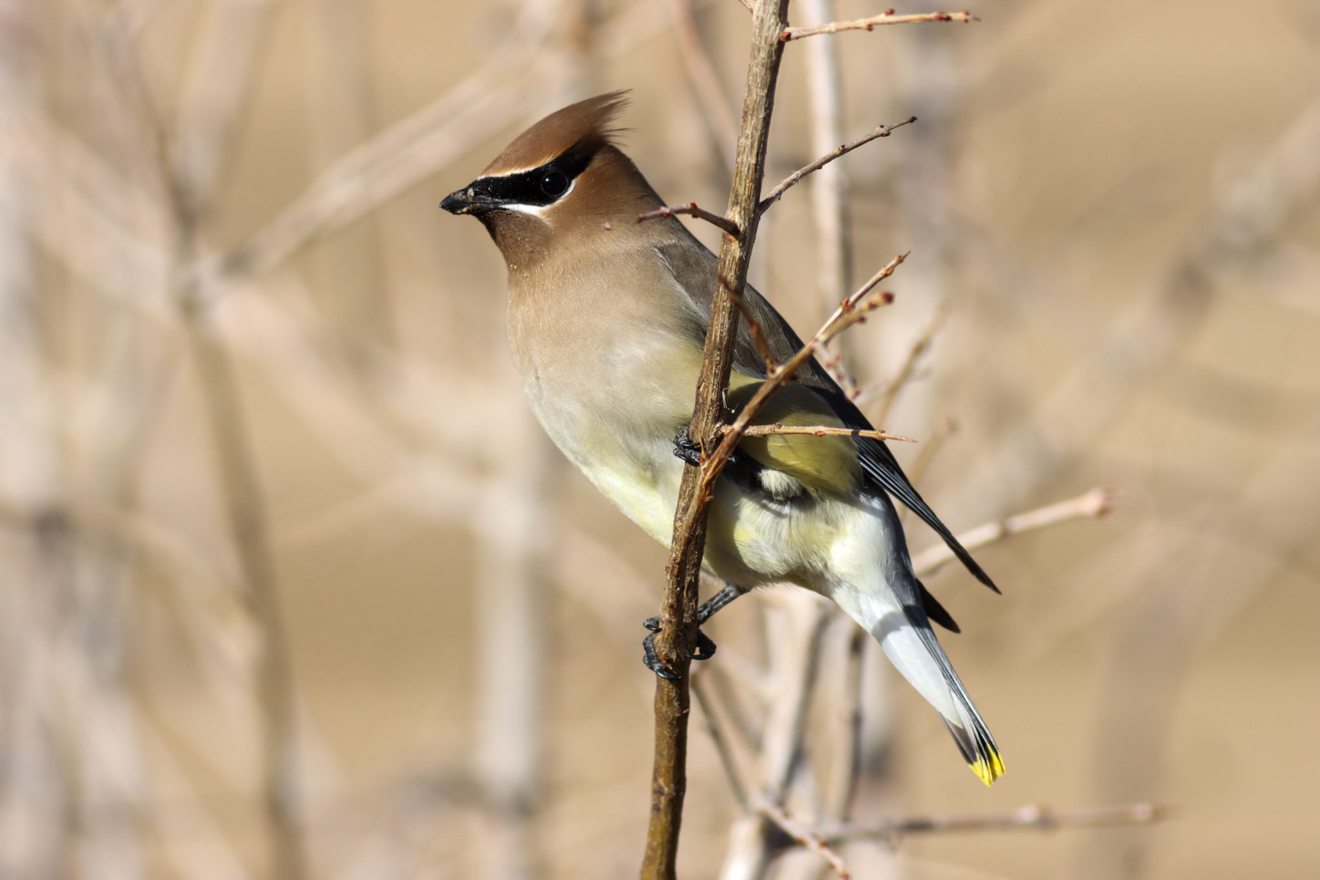 Cedar Waxwing - #62 - 12/5/20 - CA