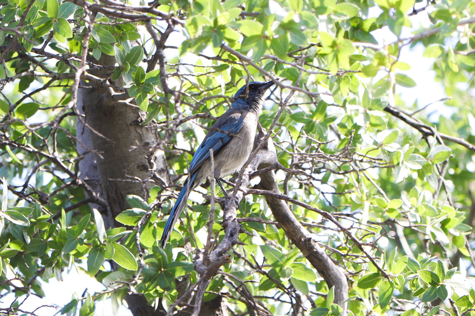 Woodhouse's Scrub-Jay - #288 - 9/24/21 - AZ