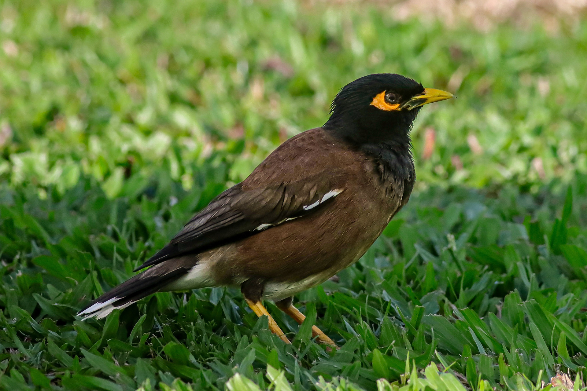 Piha'e-kelo (Common Myna) - Hilo, HI - 5/12/25