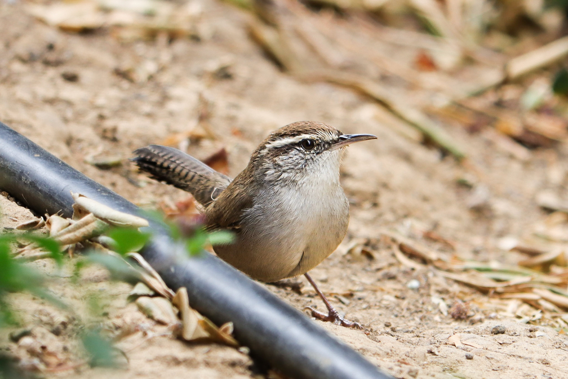 Bewickʻs Wren - #32 - 10/31/20 - CA