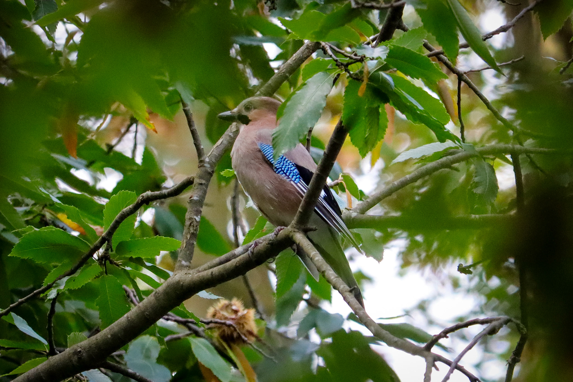 Eurasian Jay - #392 - 10/4/22 - Switzerland