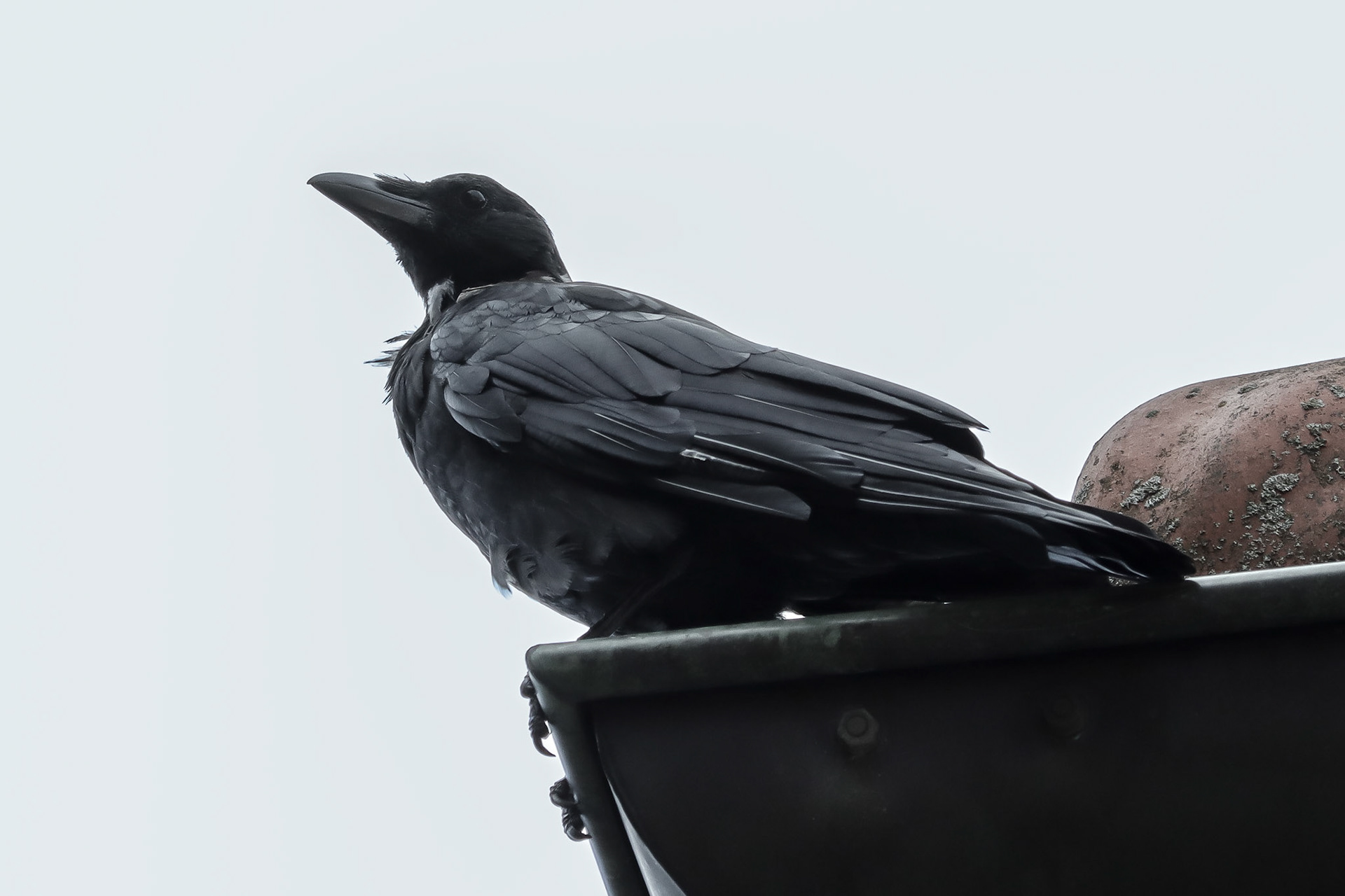 Carrion Crow - #379 - 10/2/22 - Switzerland