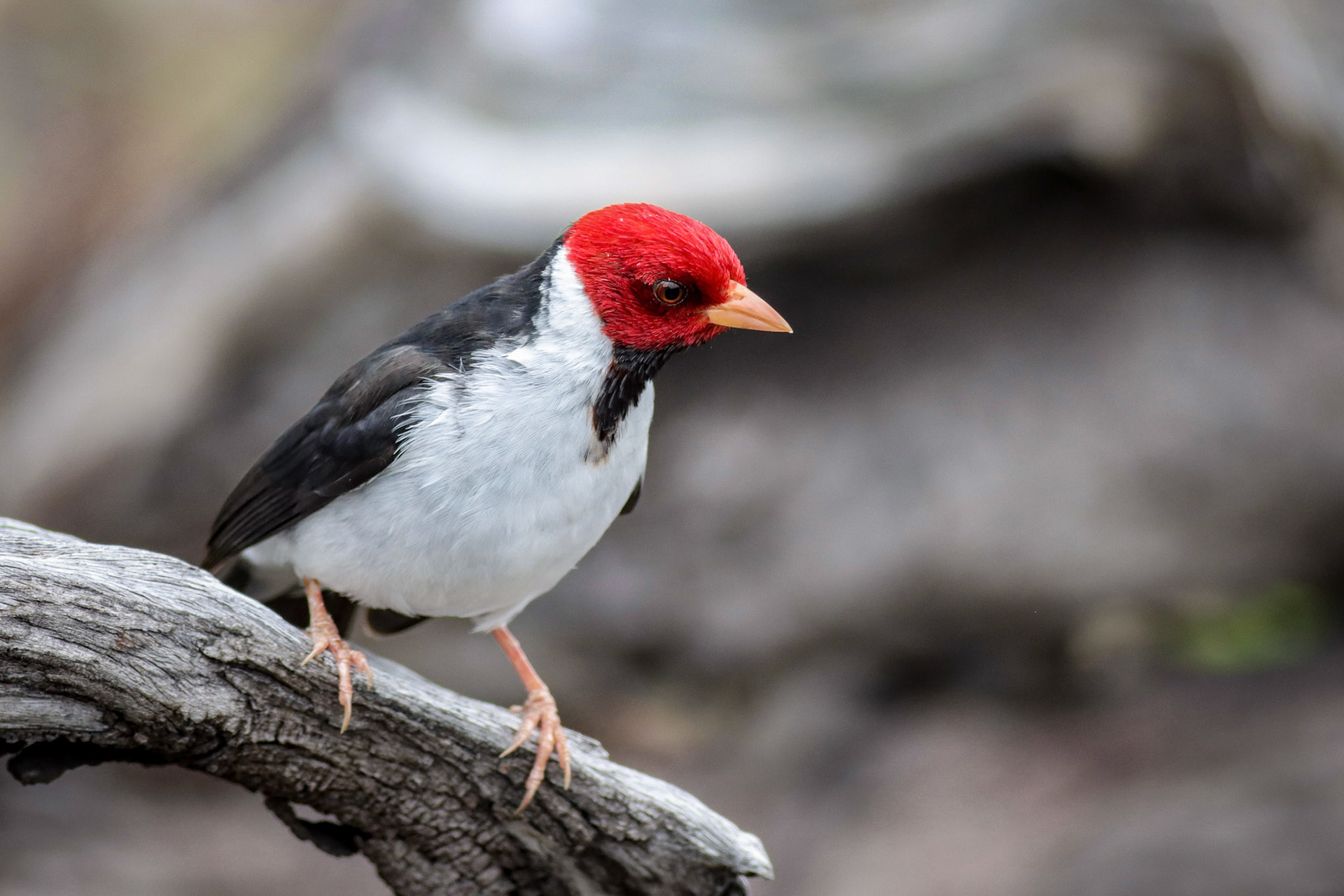 Yellow-billed Cardinal - Kona, HI - 5/10/26