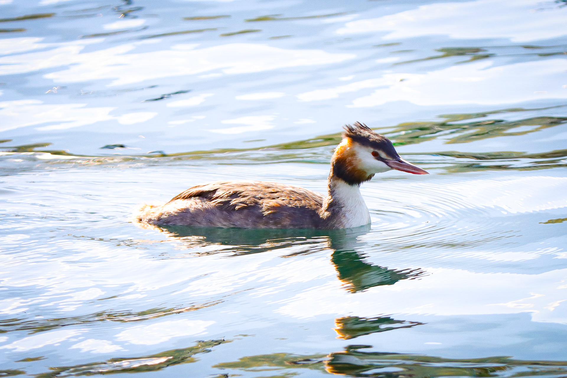 Great Crested Grebe - #403 - 10/5/22 - Switzerland