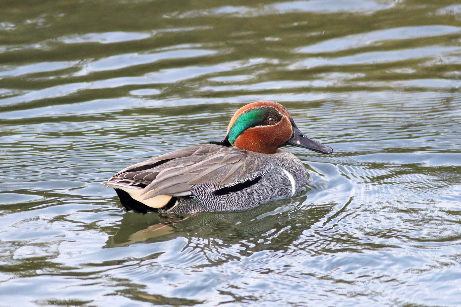 Green-winged Teal - #113 - 1/14/21 - CA
