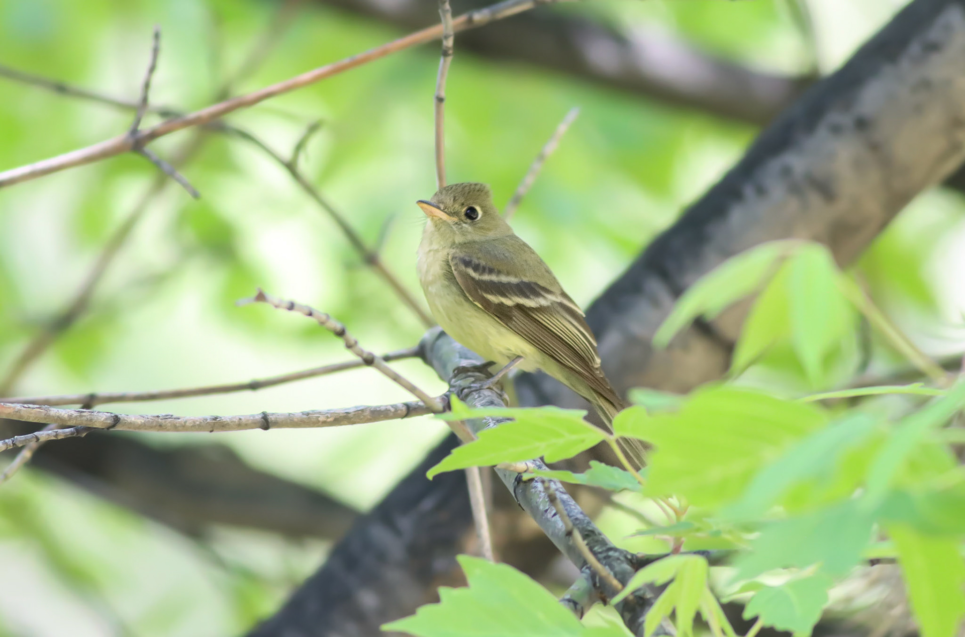 Cordilleran Flycatcher - #478 - 5/13/23 - AZ