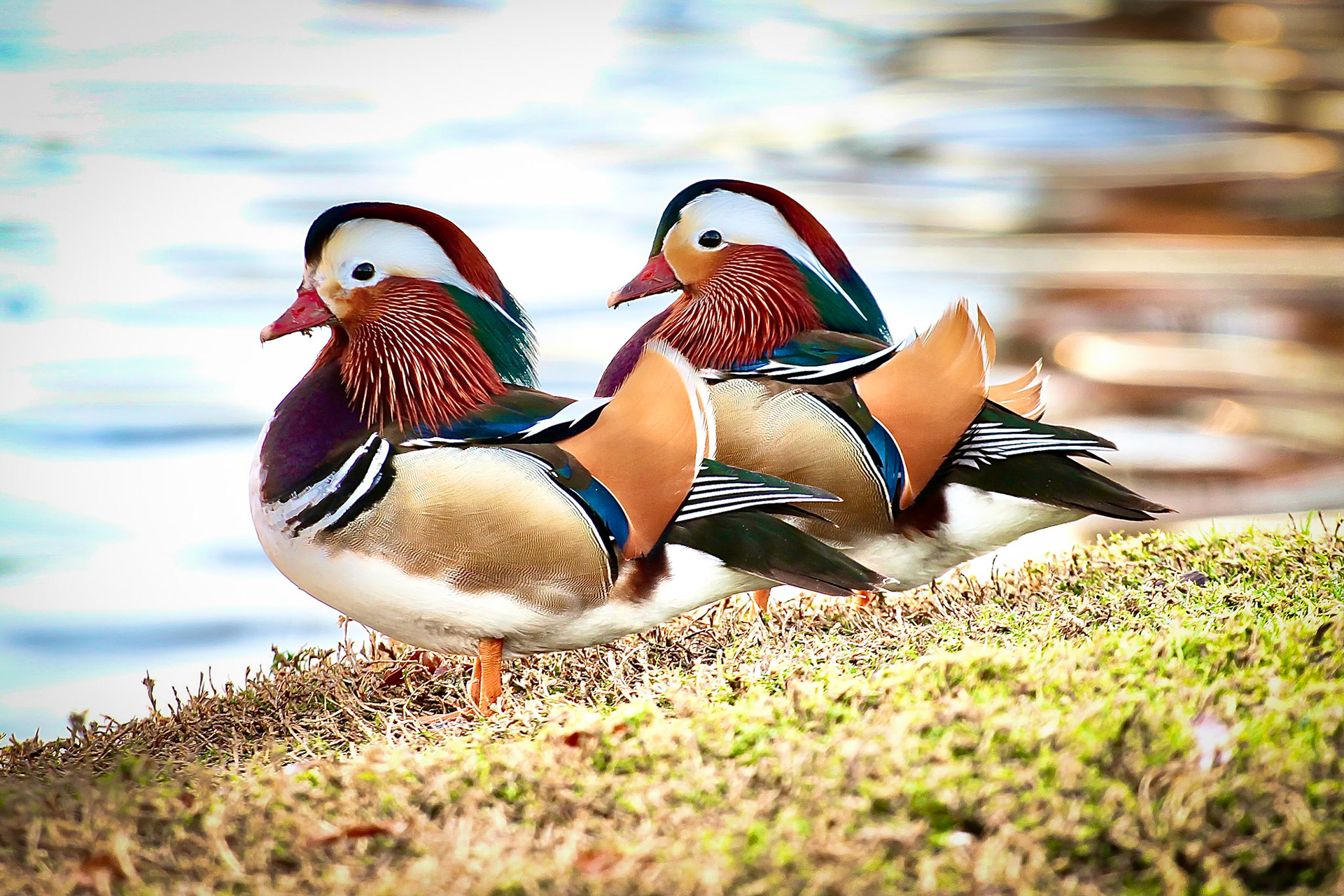 Mandarin Duck - #175 - 3/27/21 - CA