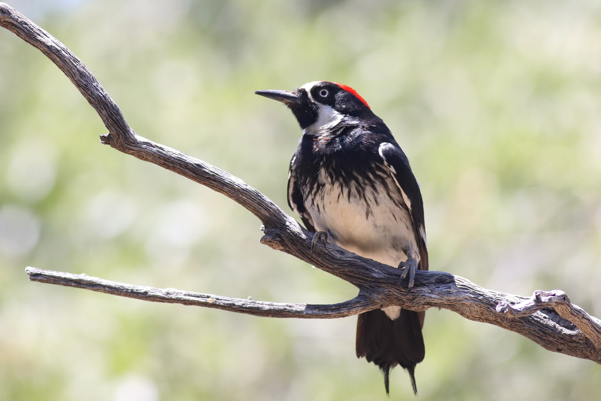 Acorn Woodpecker - #15 - 10/24/20 - AZ