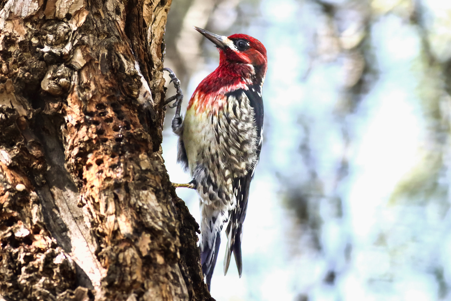 Red-breasted Sapsucker - #130 - 1/22/21 - CA