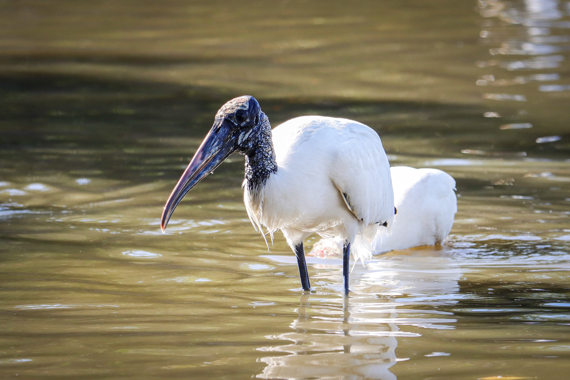 Wood Stork - #352 - 4/23/22 - FL