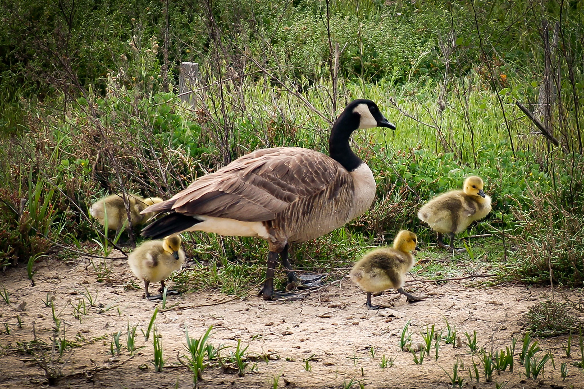 Canada Goose - #106 - 1/9/21 - CA
