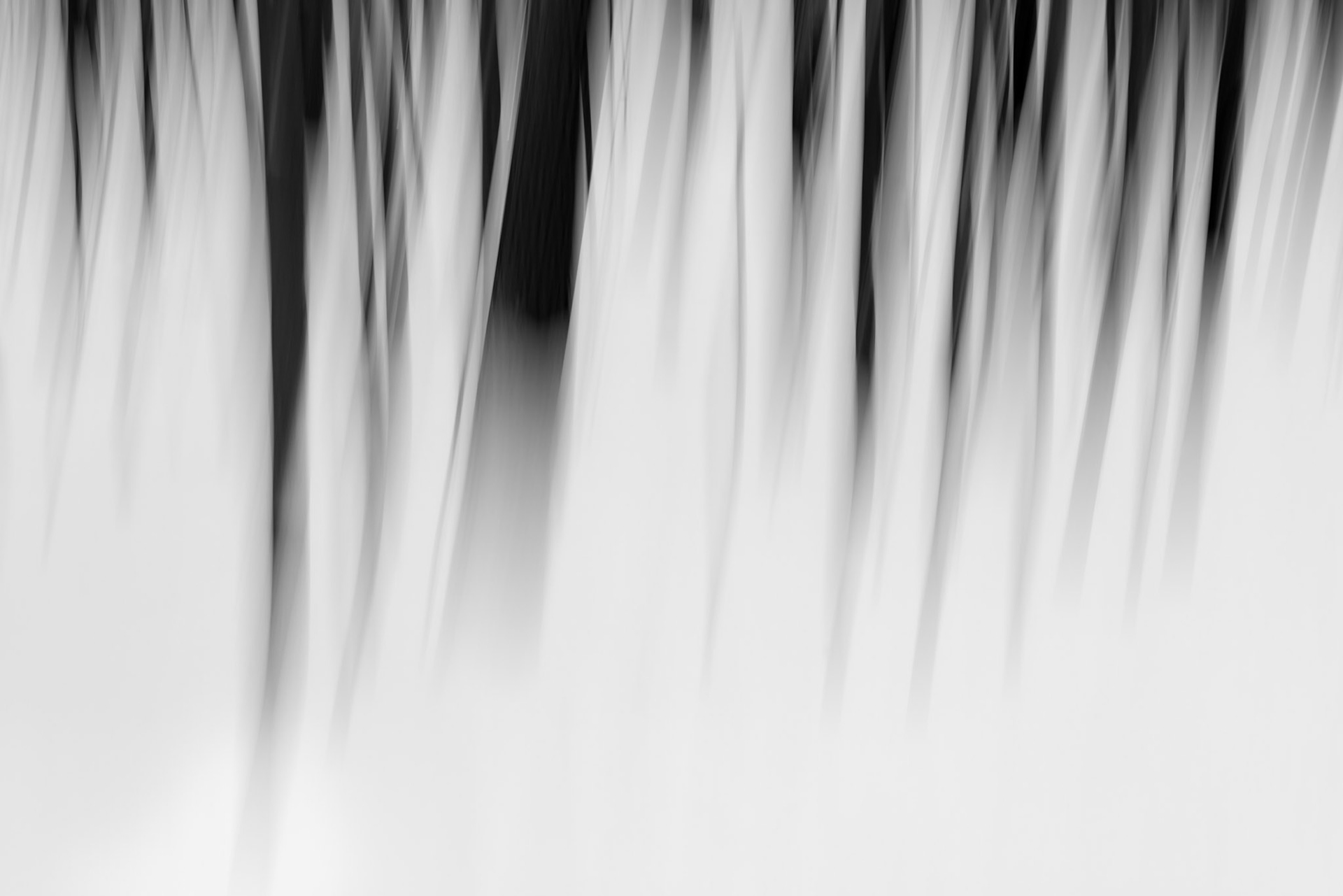 White Feather - Quebec, May 2020