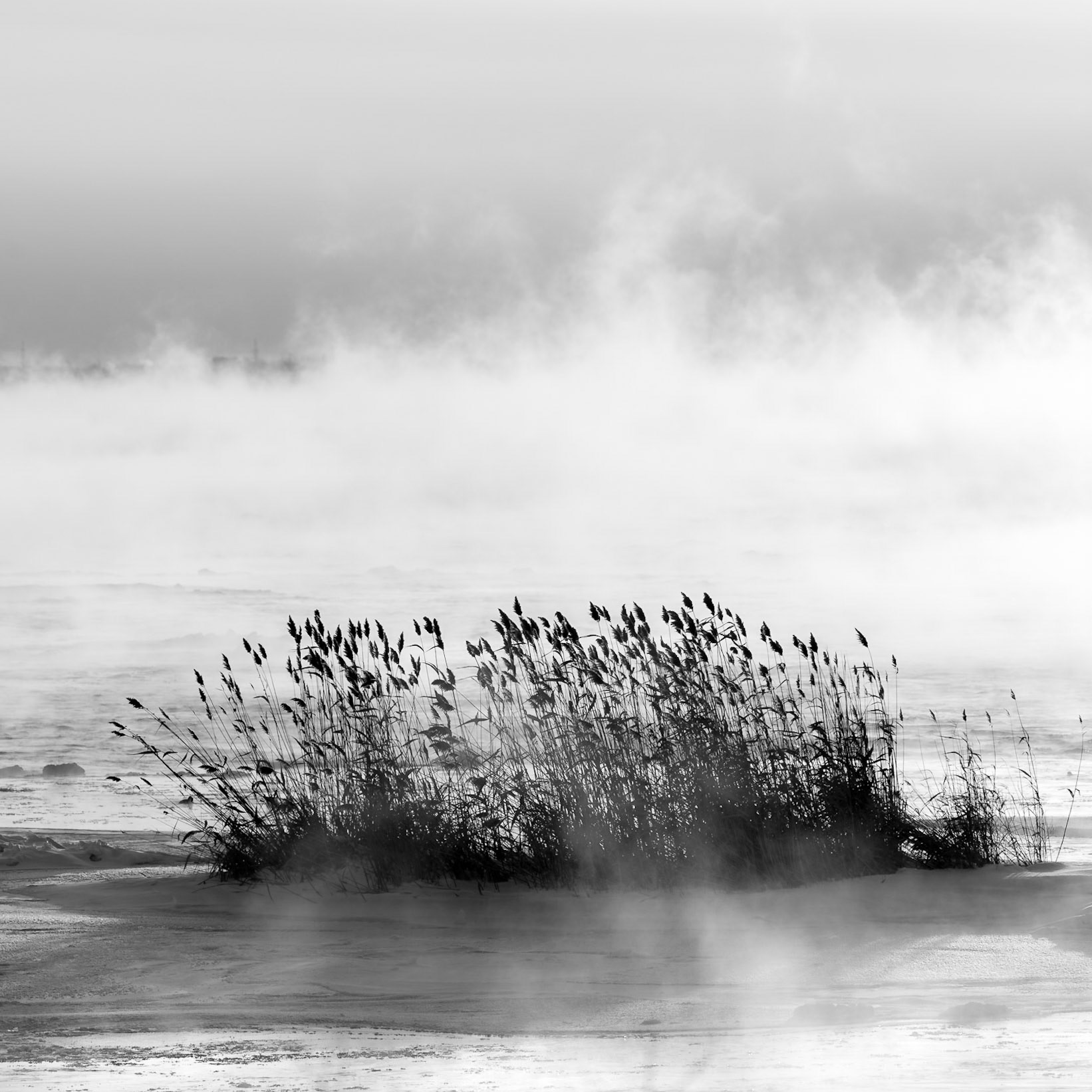 The Hedgehog - Montreal, December 2017