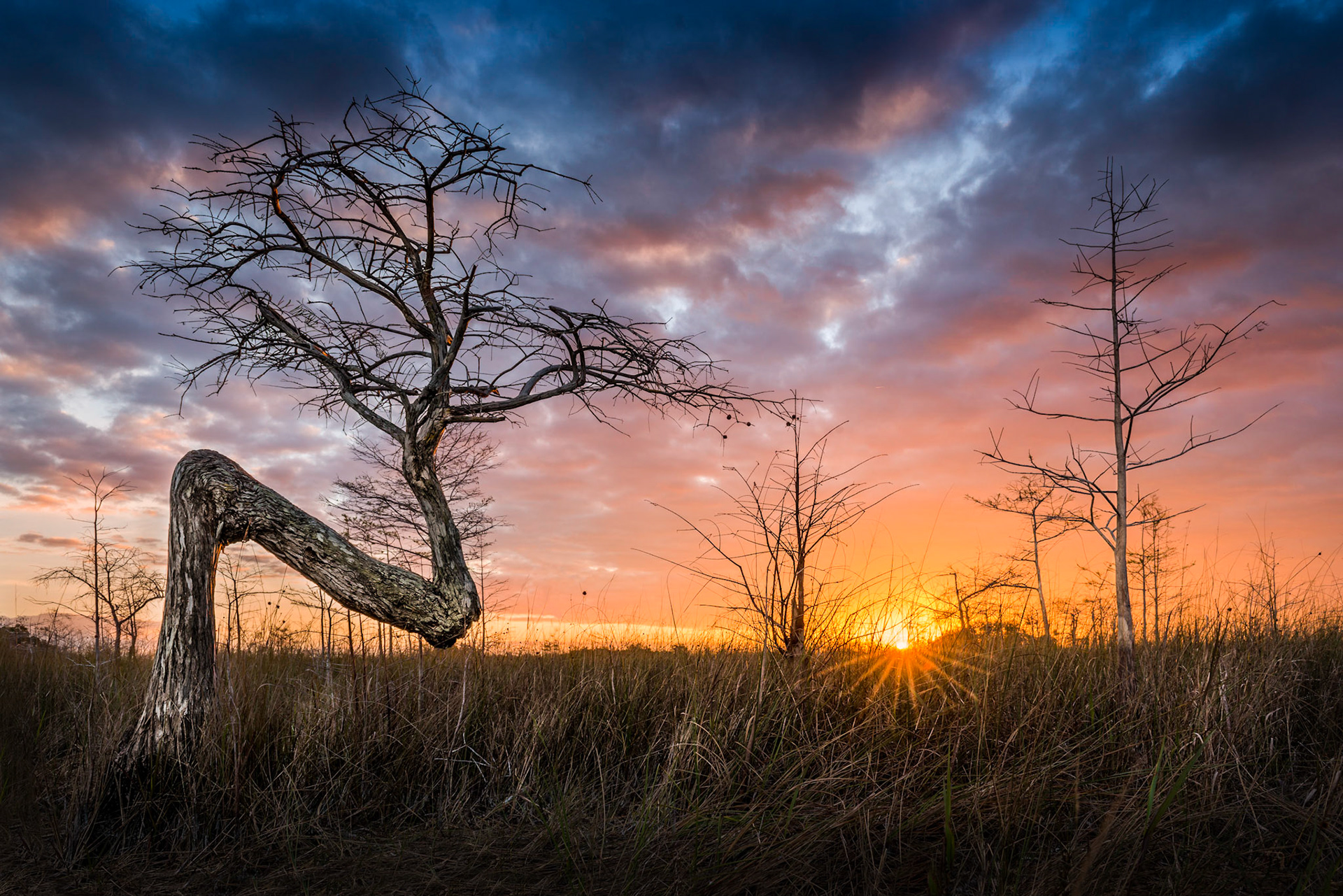 The iconic Z - Everglades, Florida, February 2015