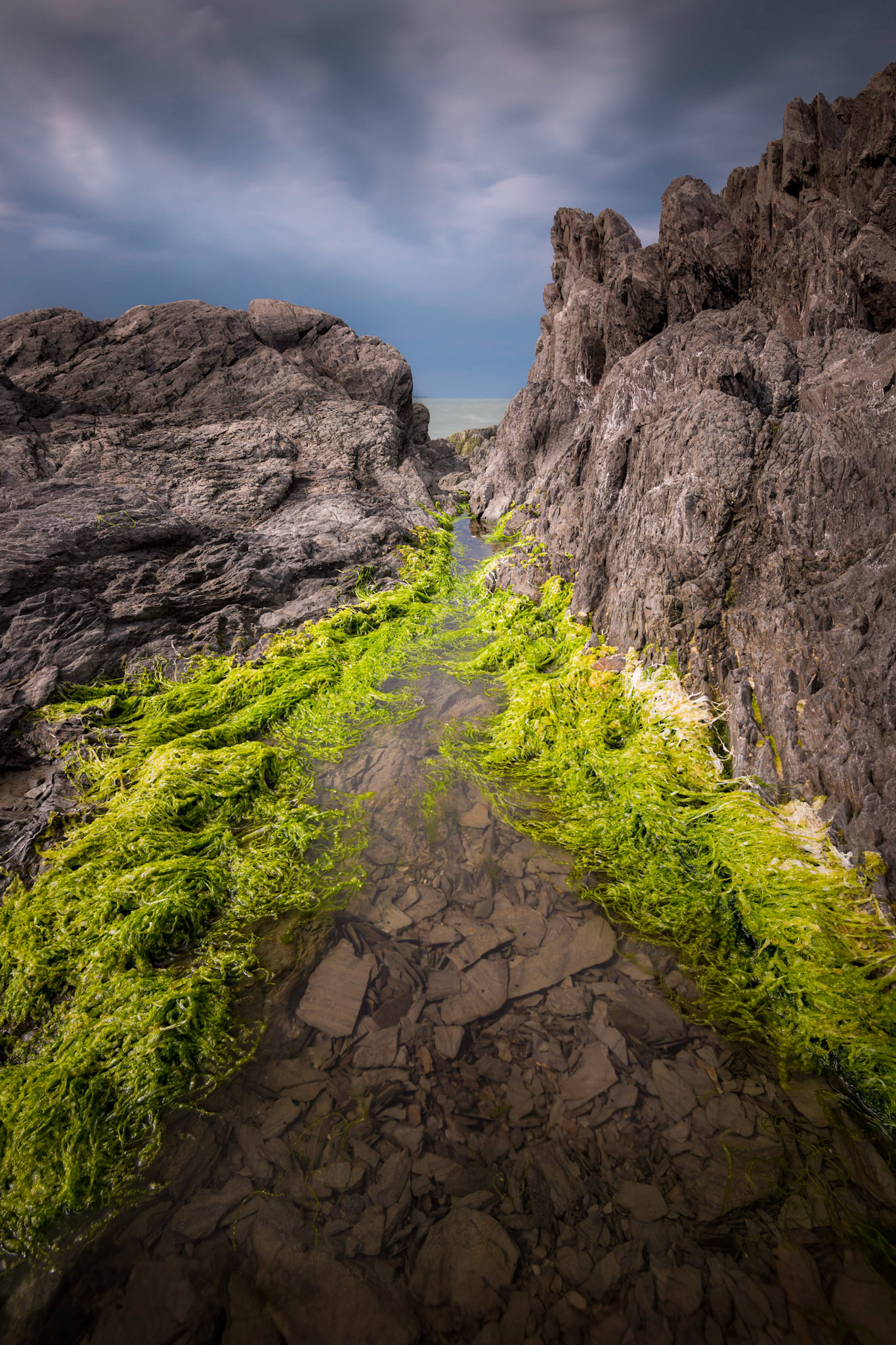 Greenery On Rock - Quebec, July 2019