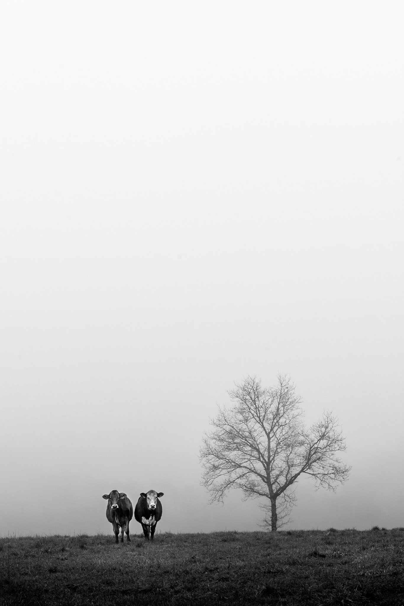 Fraternal duo - France, December 2016