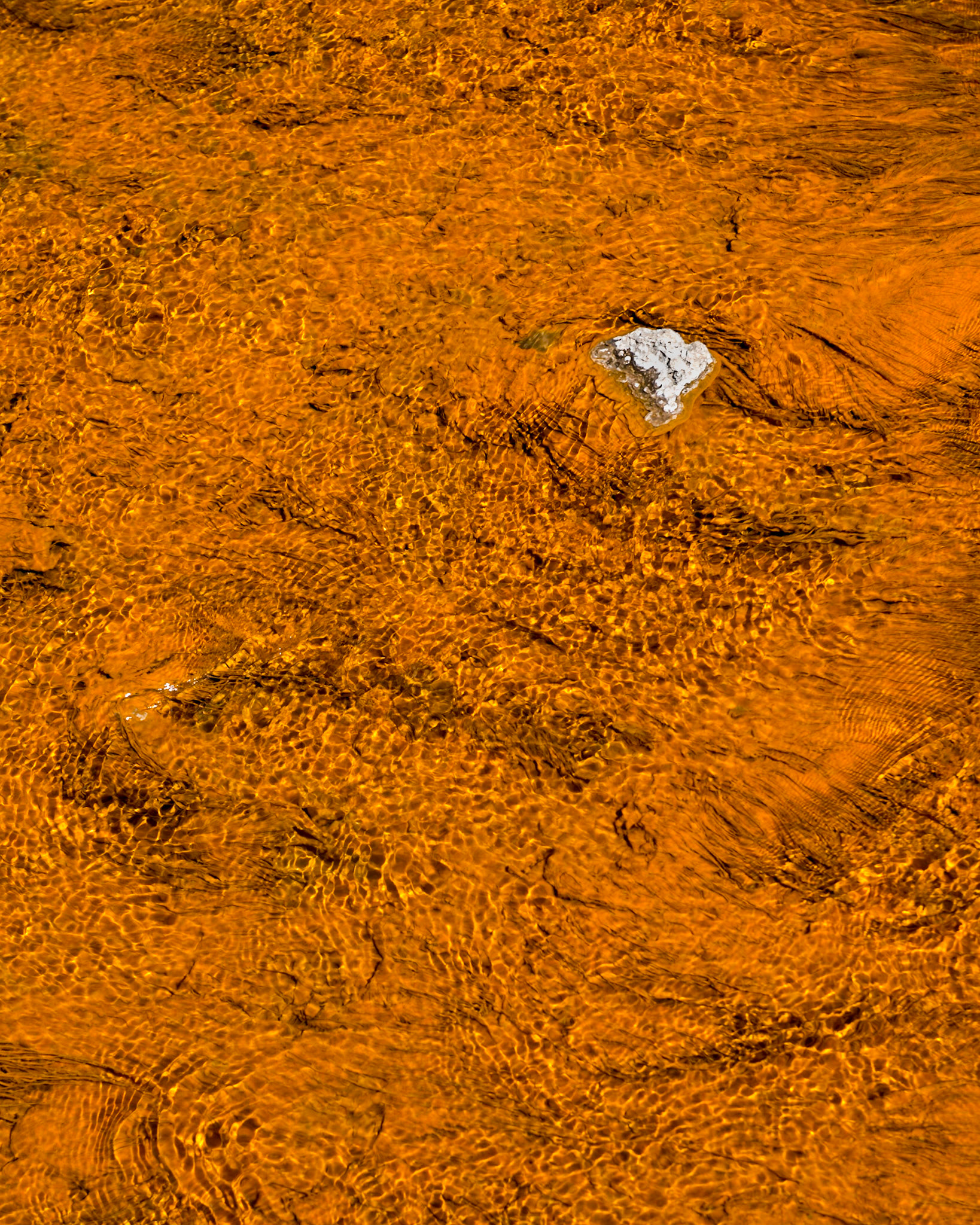 Spot - Yellowstone, USA, July 2017