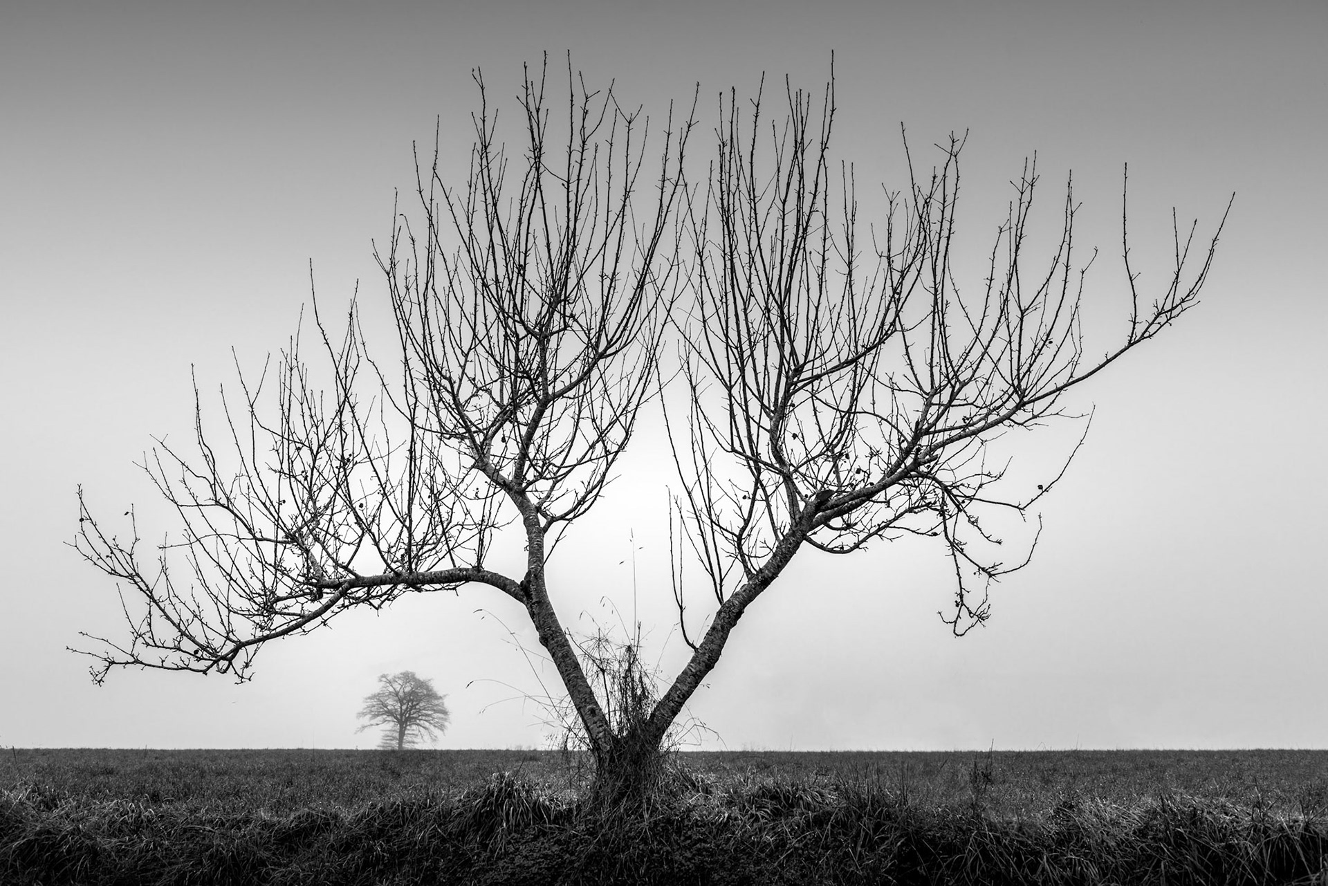 Variation around a tree #1 - France, December 2016
