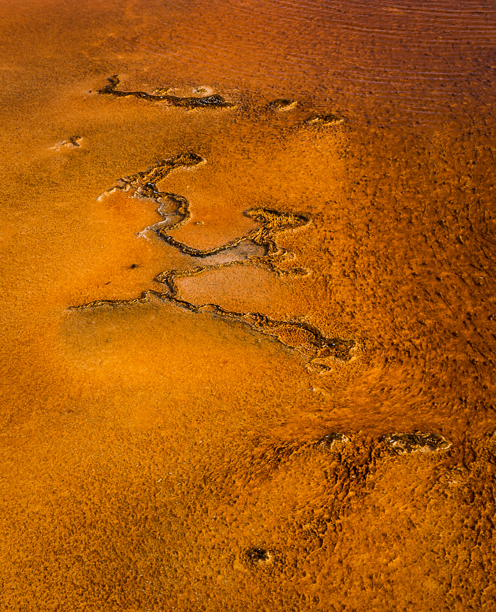 Snake - Yellowstone, USA, July 2017