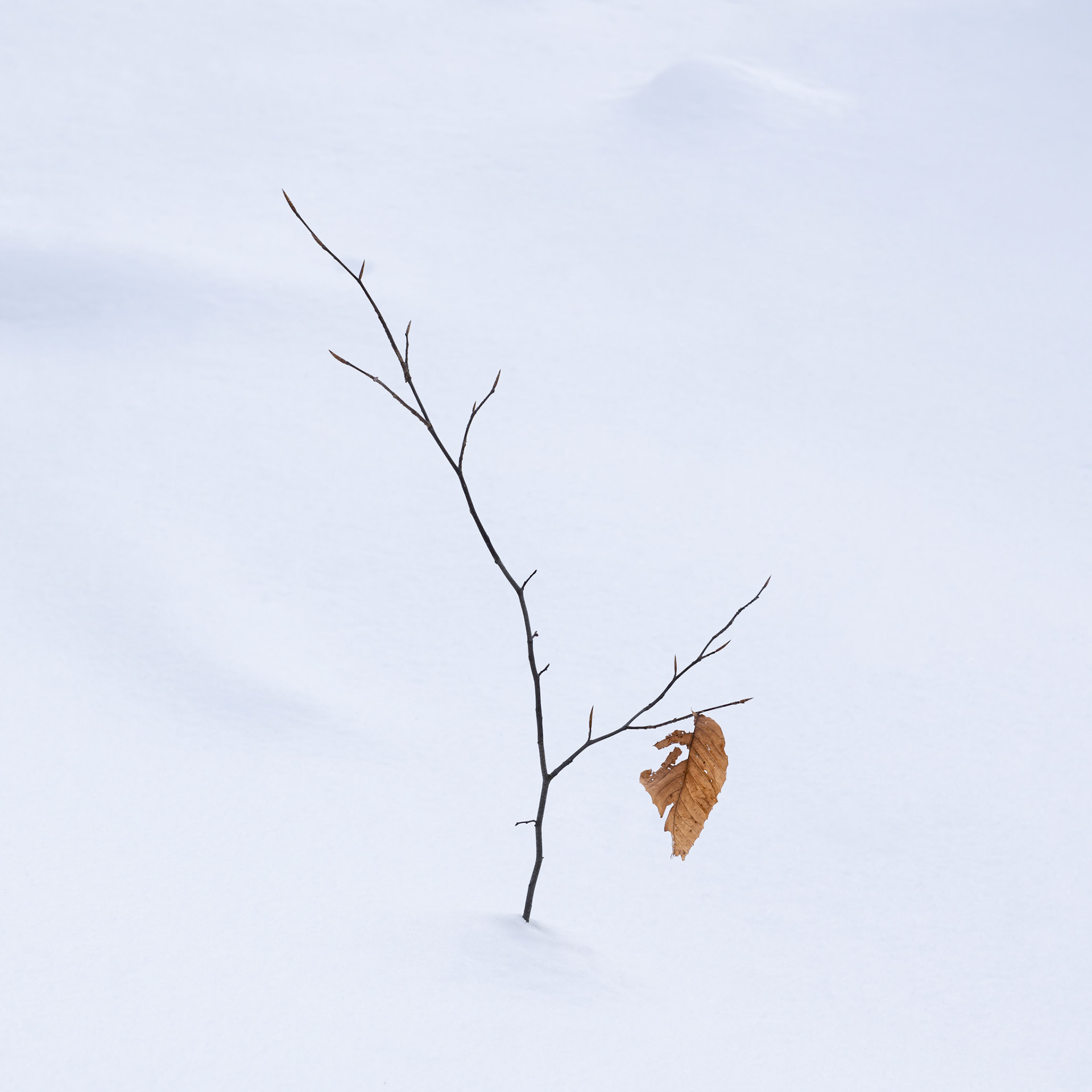 Resilience.- Quebec, December 2022