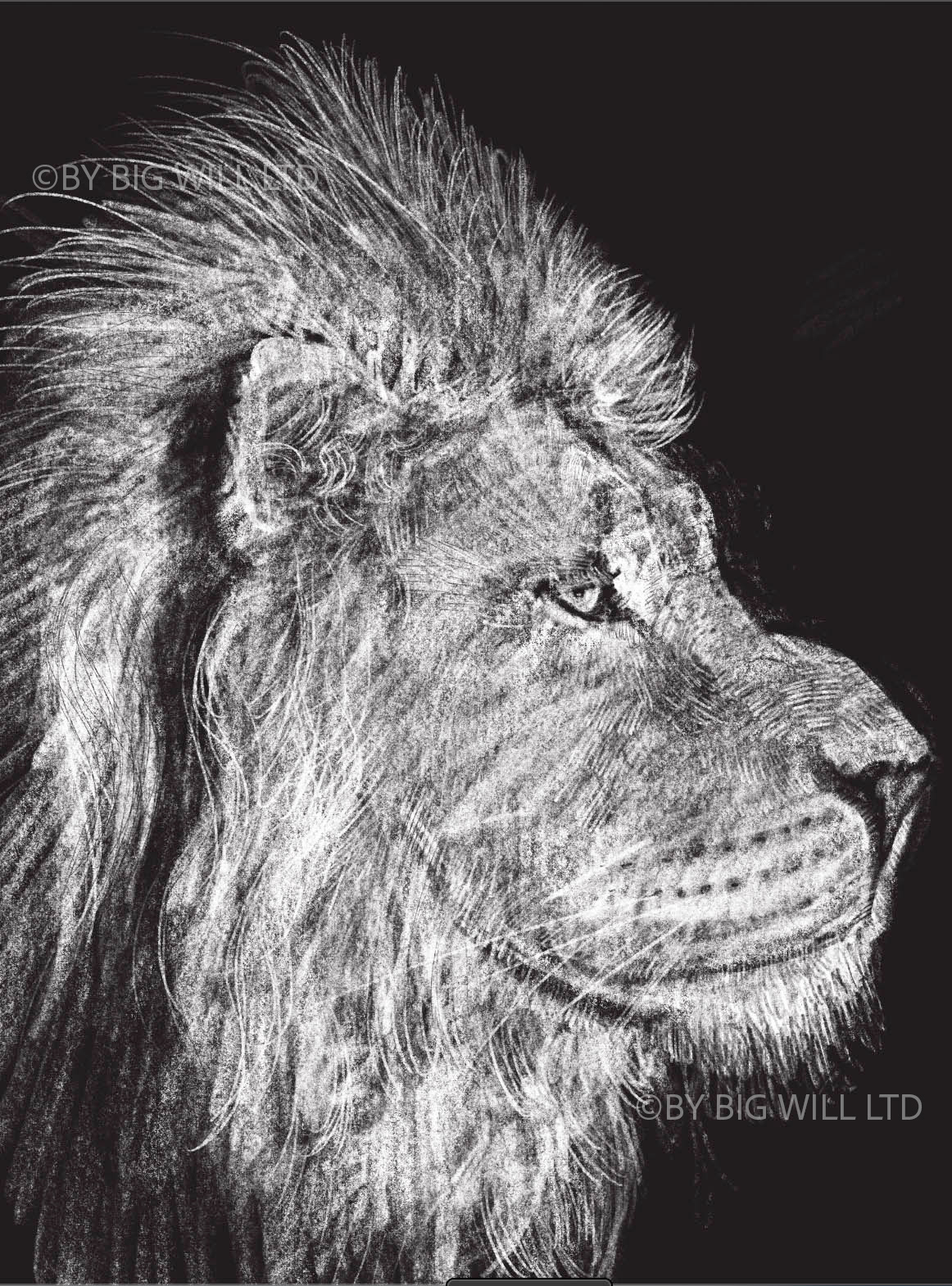 Digital etching of Iblis the Asiatic Lion