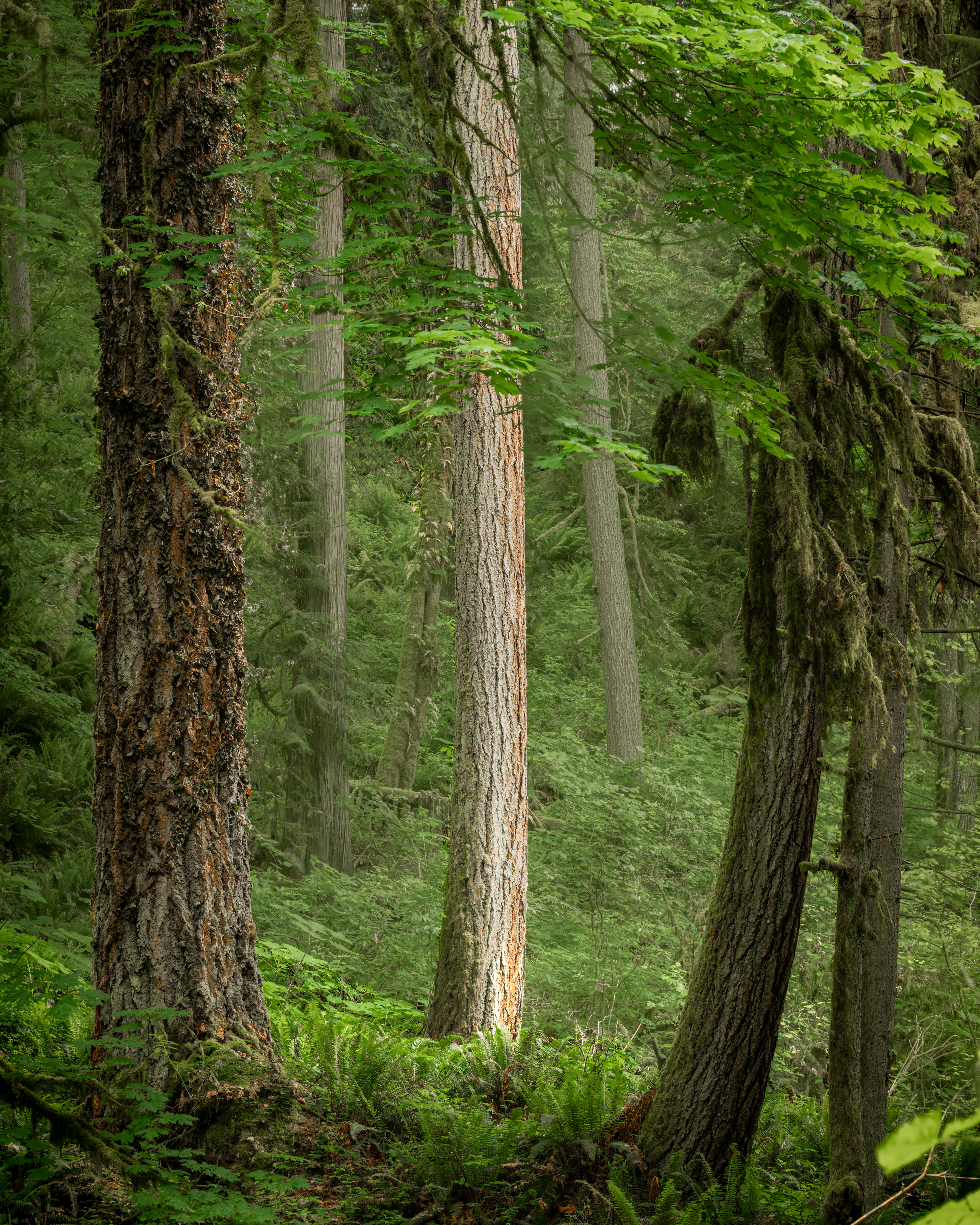 Denny Creek Forest, WA