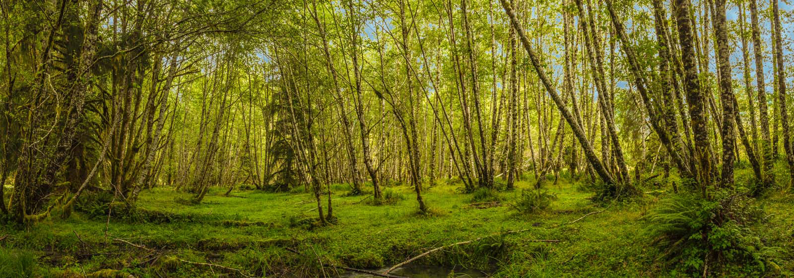 Hoh Valley, WA