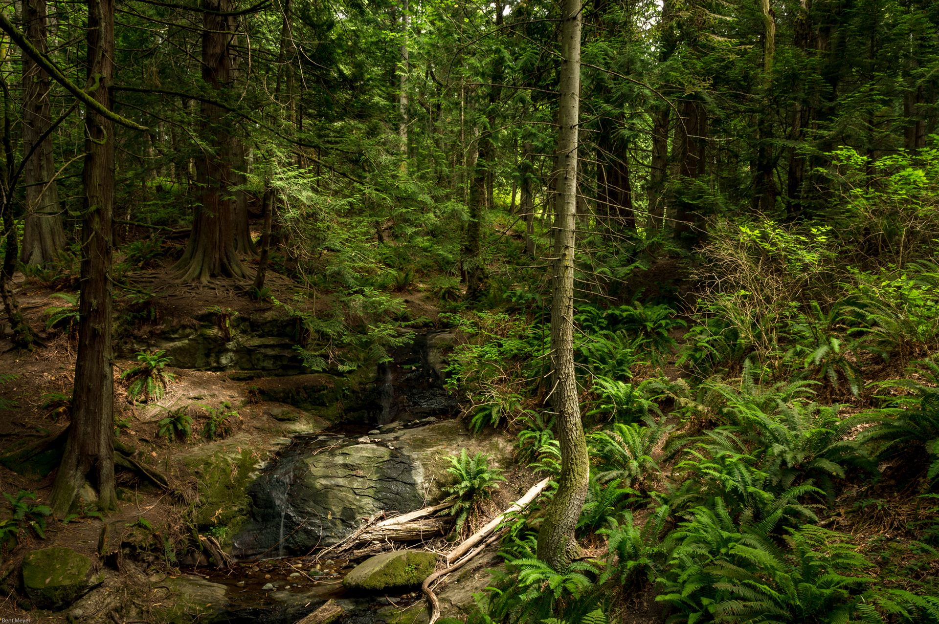 Chuckanut Forest, WA