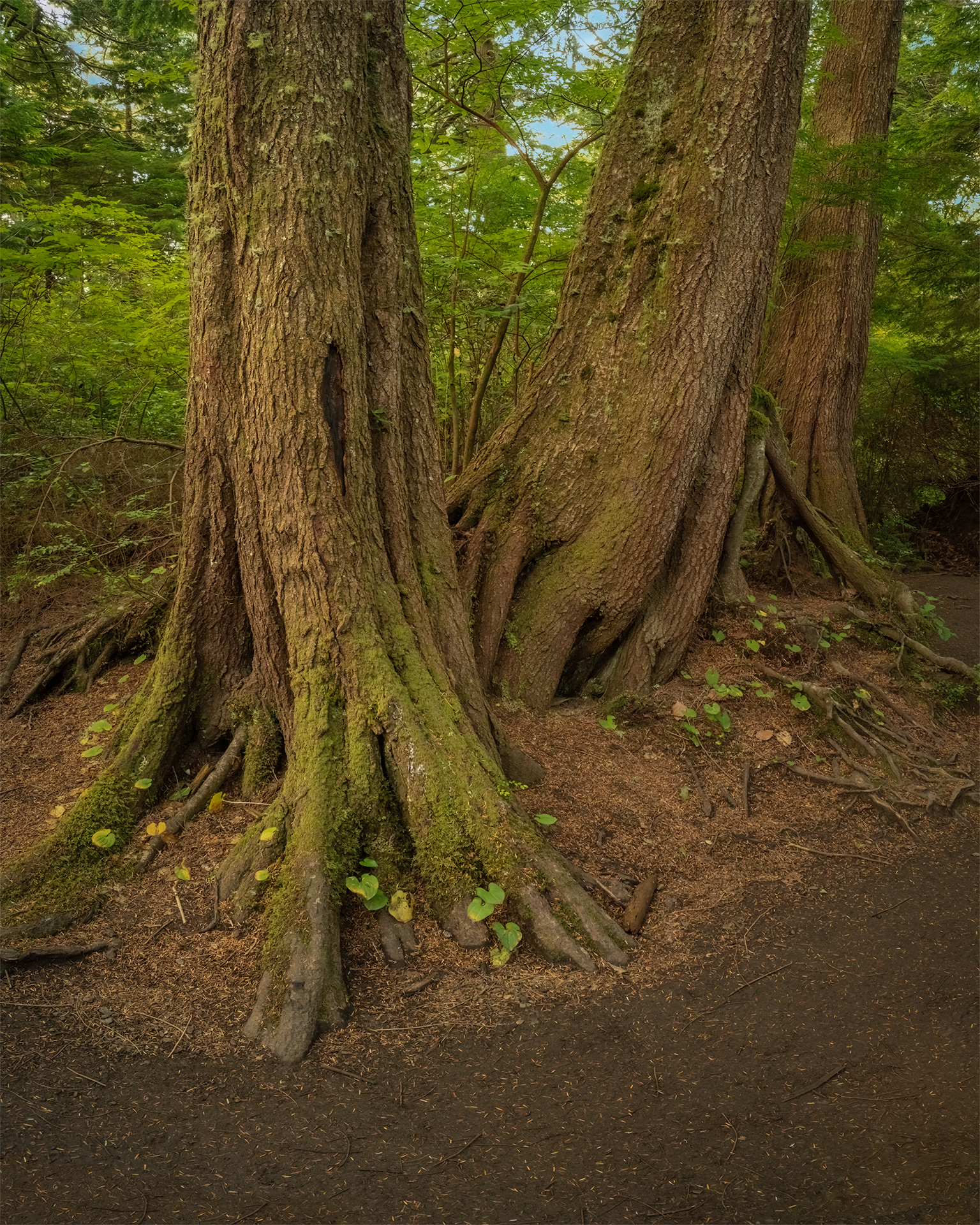 Cape Flattery Trail