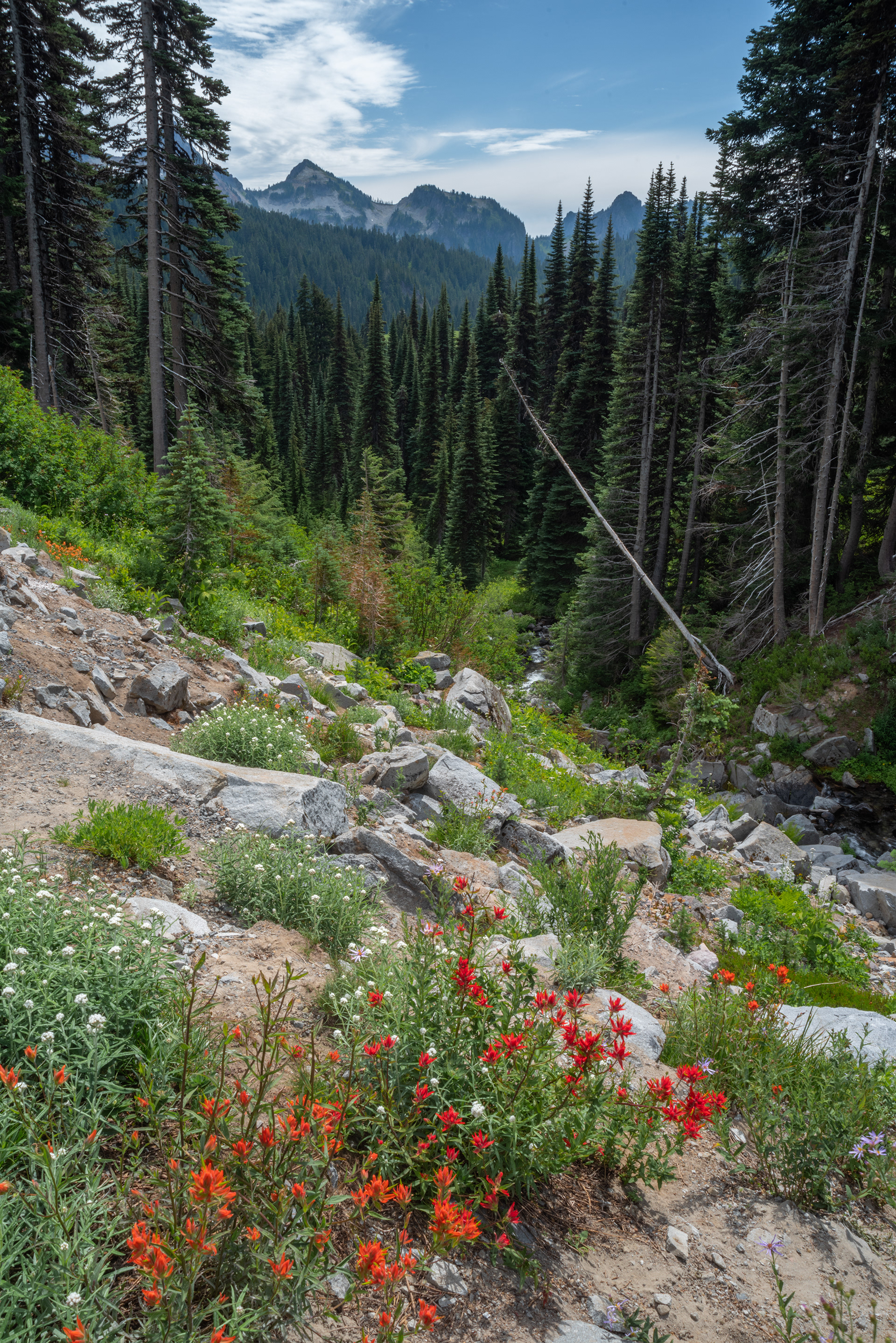 Mt Rainieer, WA