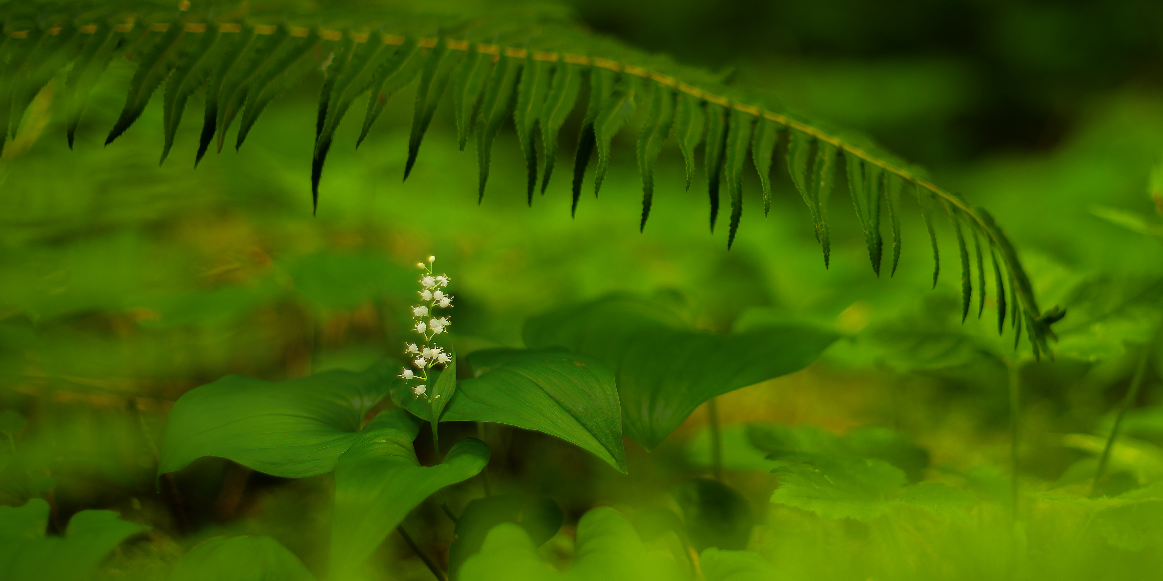 Maianthemum – May Lily – False Lily-of-the-valley