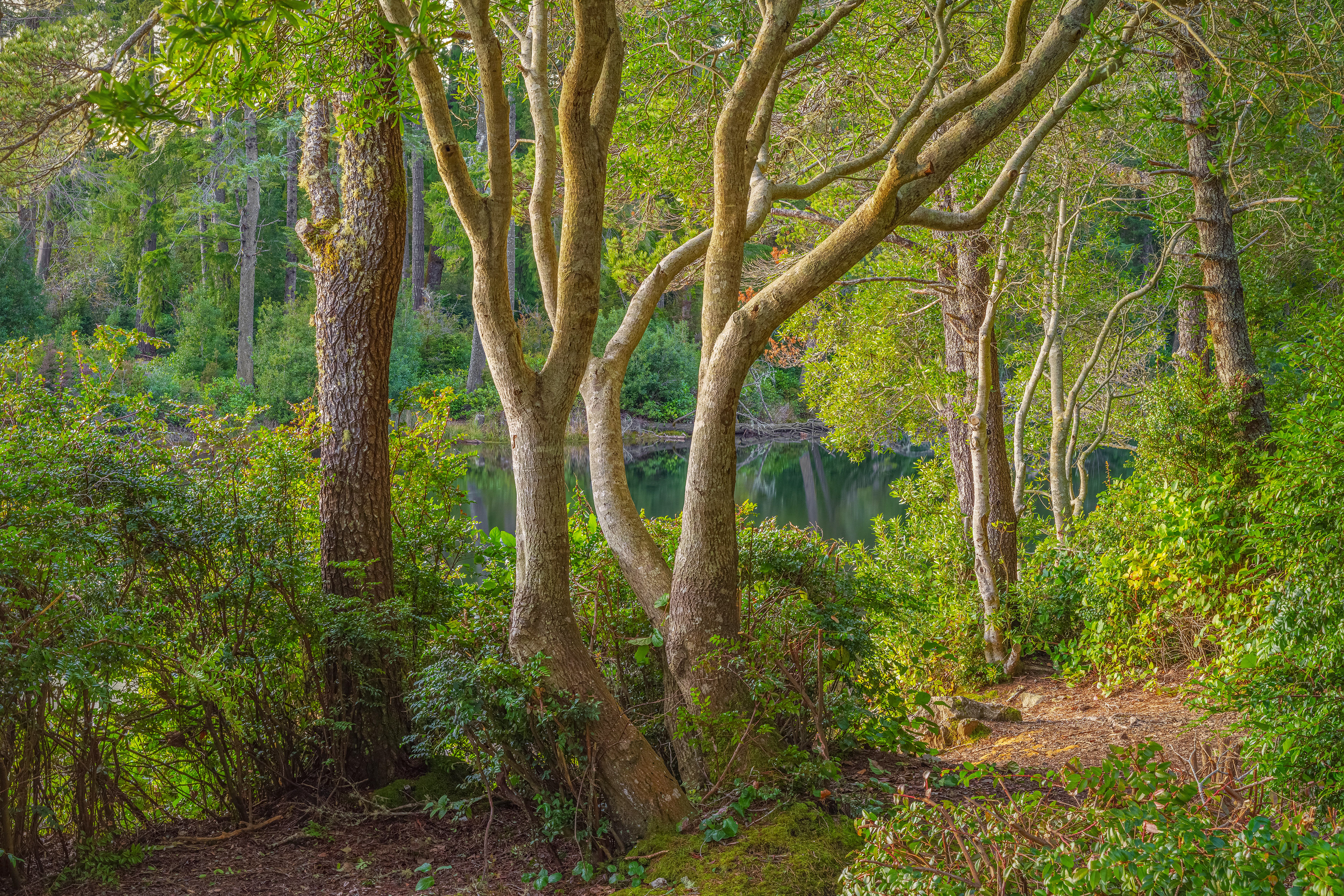 Honeyman Park, OR