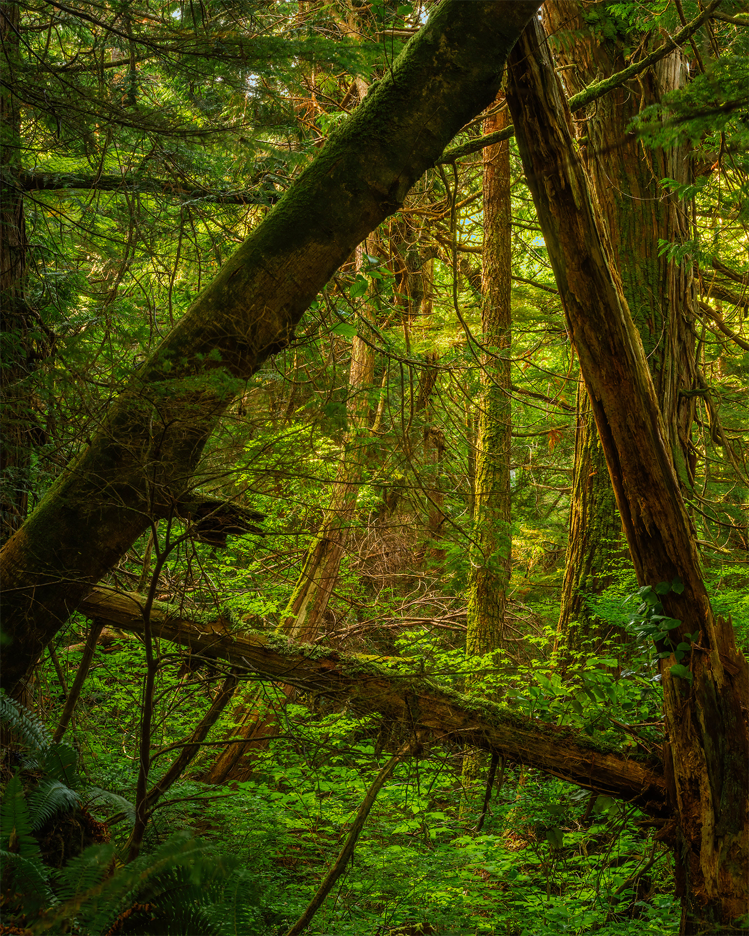 Cape Flattery Trail