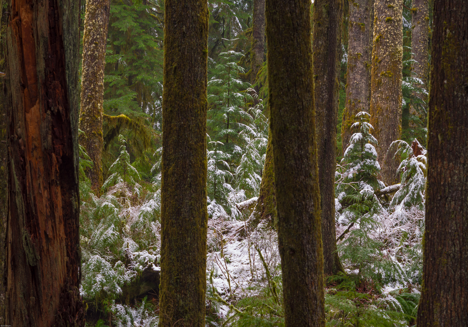 Mt Loop Highway Forest, WA