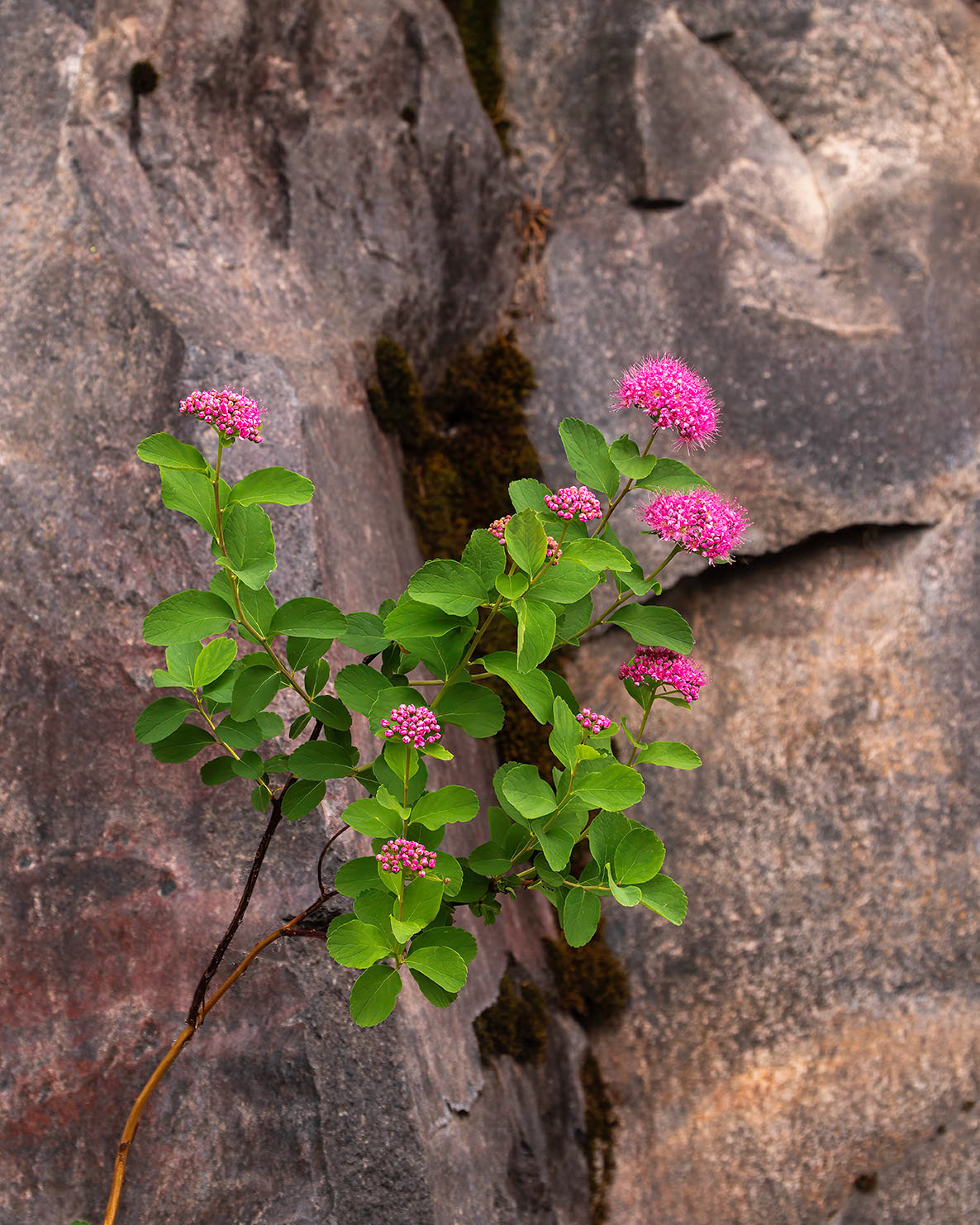 Mt. Rainier Paradise , WA