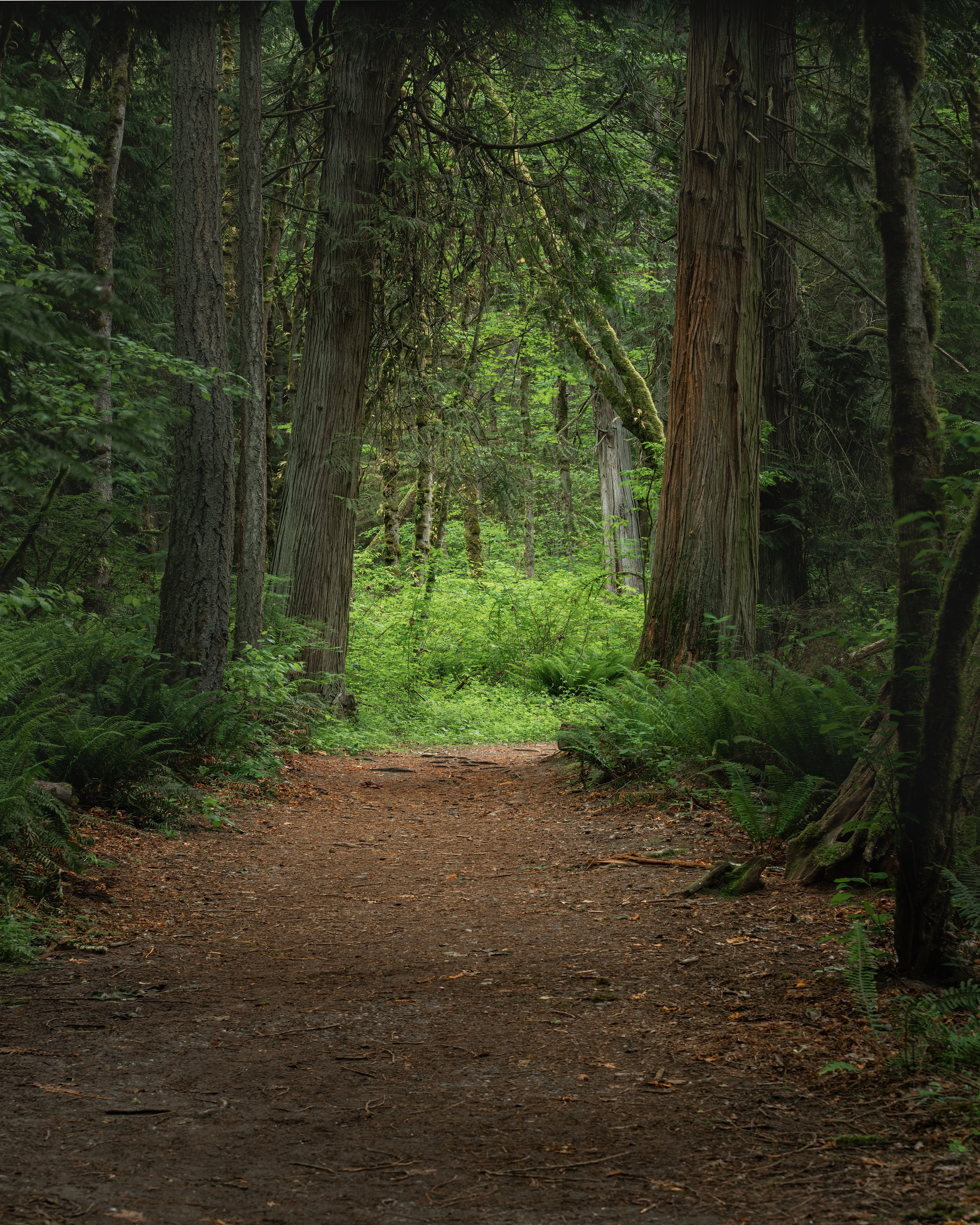 Denny Creek Forest, WA