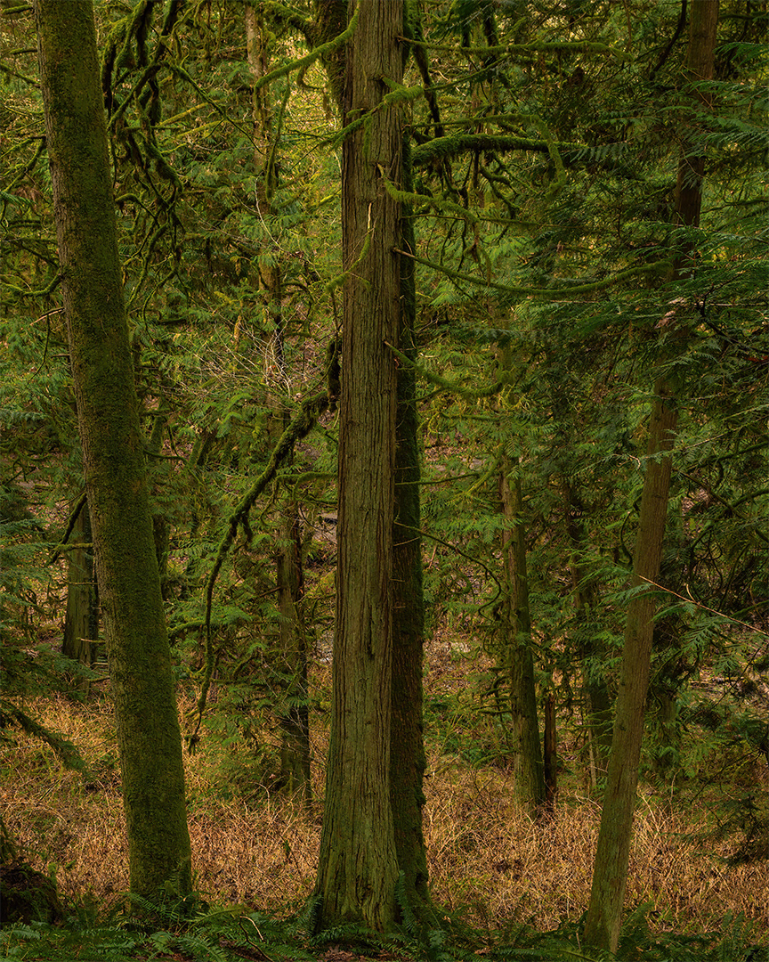 Denny Creek Forest, WA