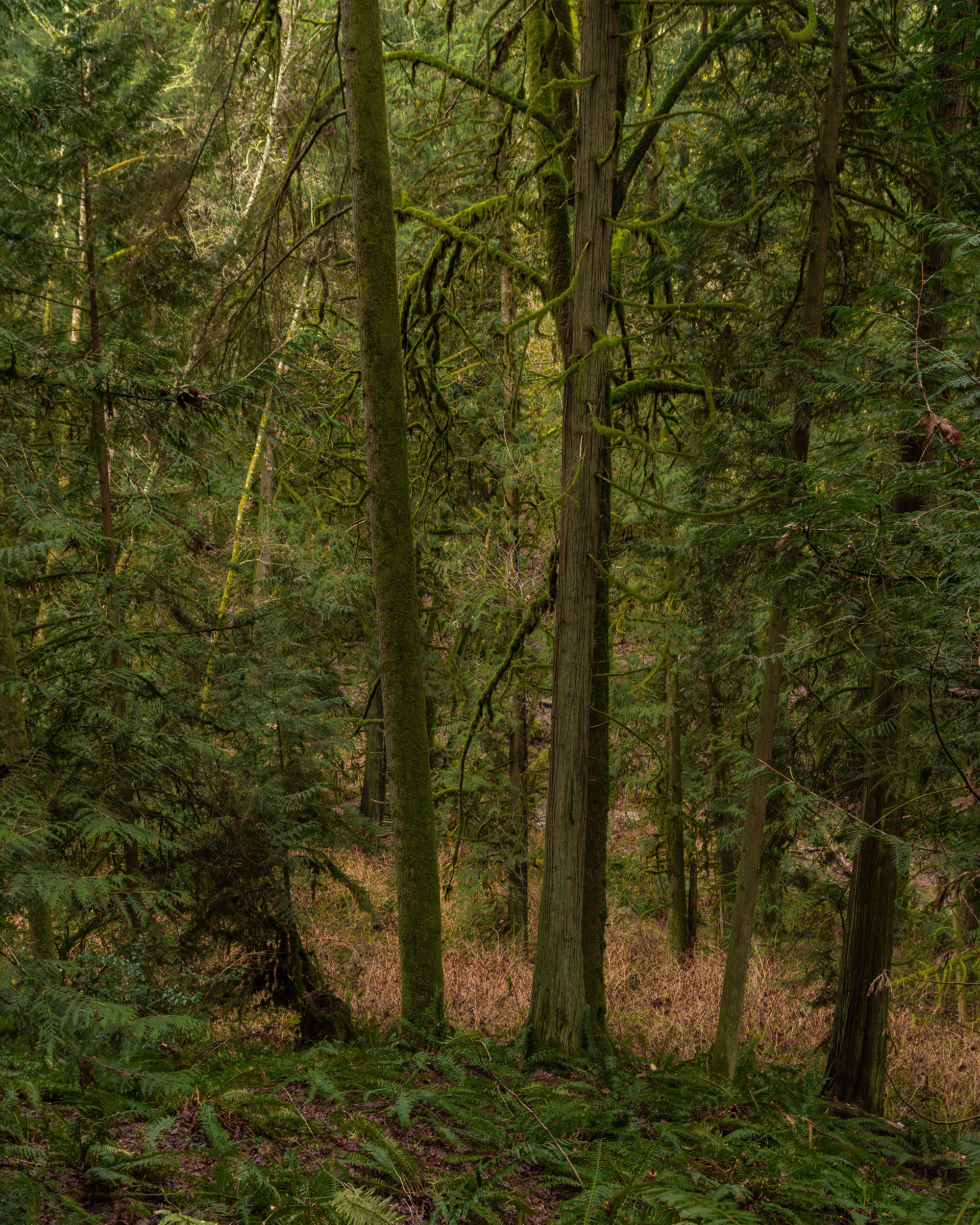 Denny Creek Forest, WA