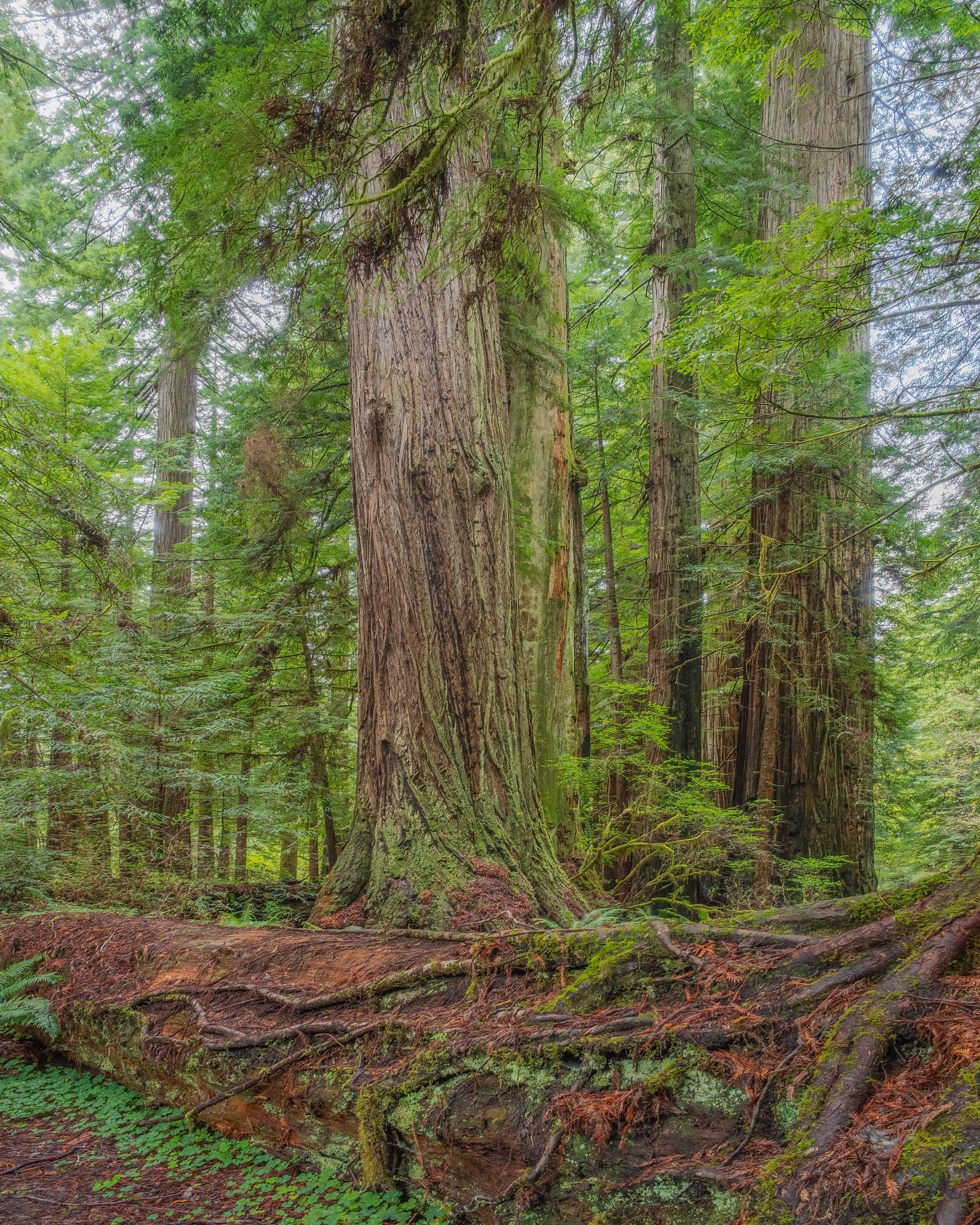 Rooted in the ages