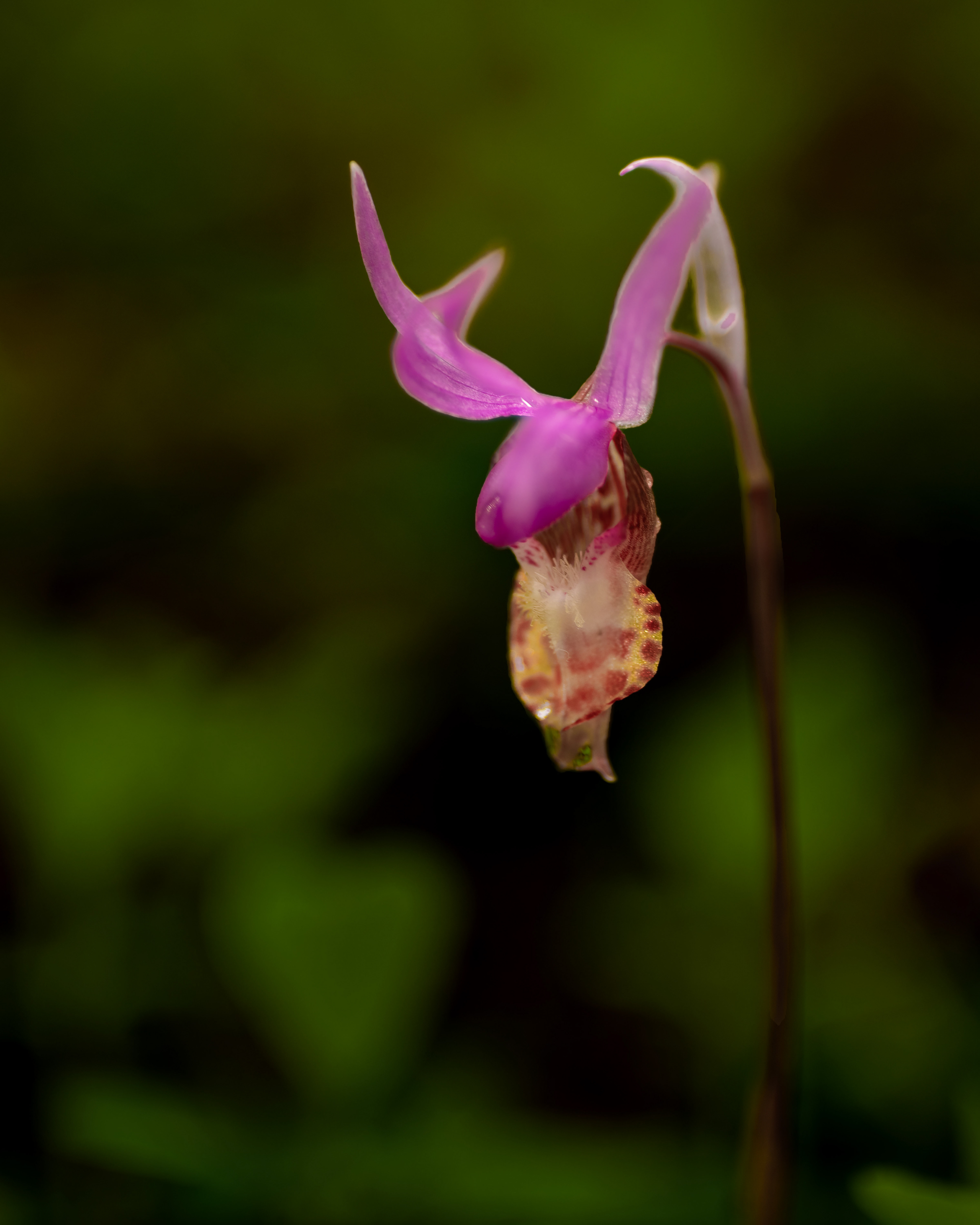 Western Fairy Slipper