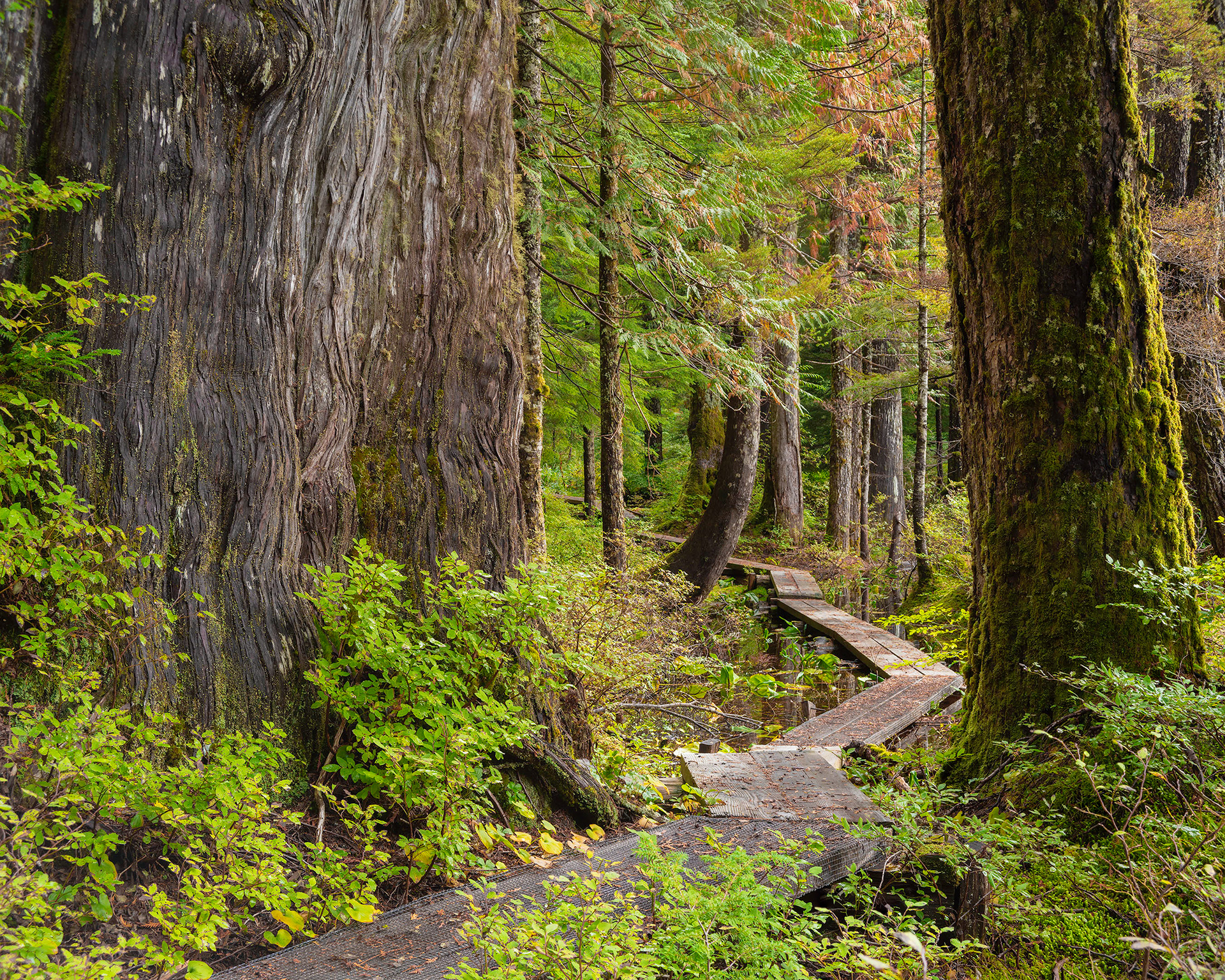 Ashland Lake, WA, 300 yr old Cedars