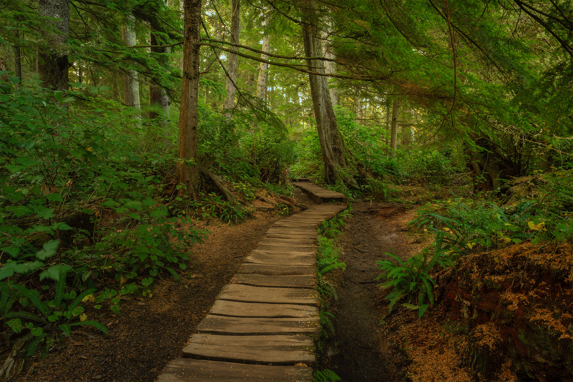 Cape Flattery Trail