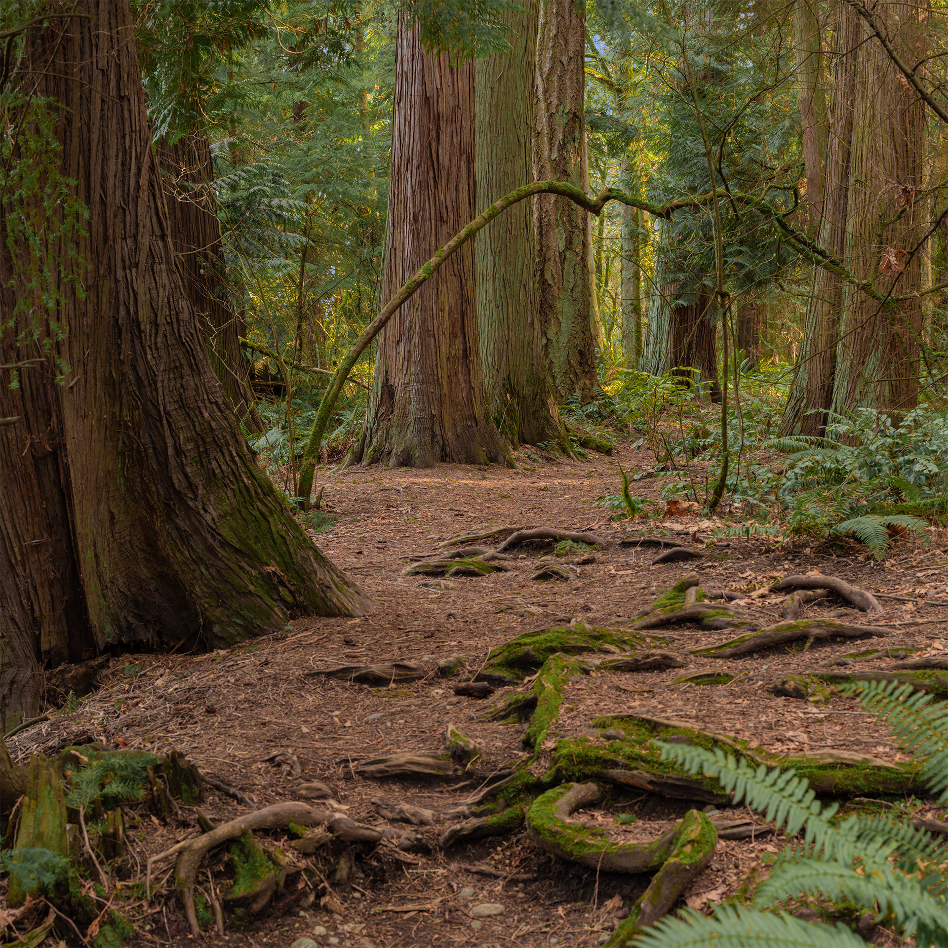 Denny Creek Forest, WA