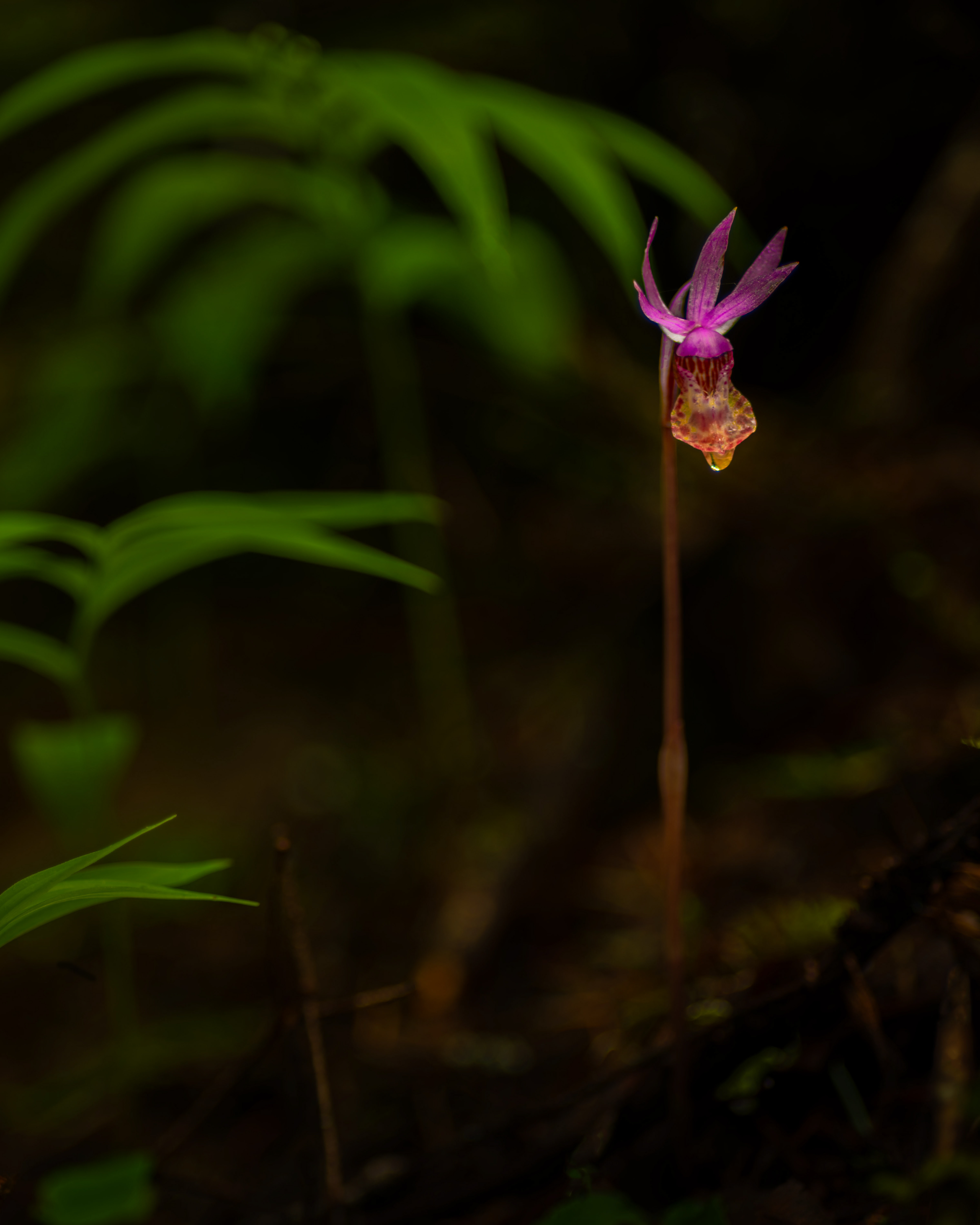Western Fairy Slipper