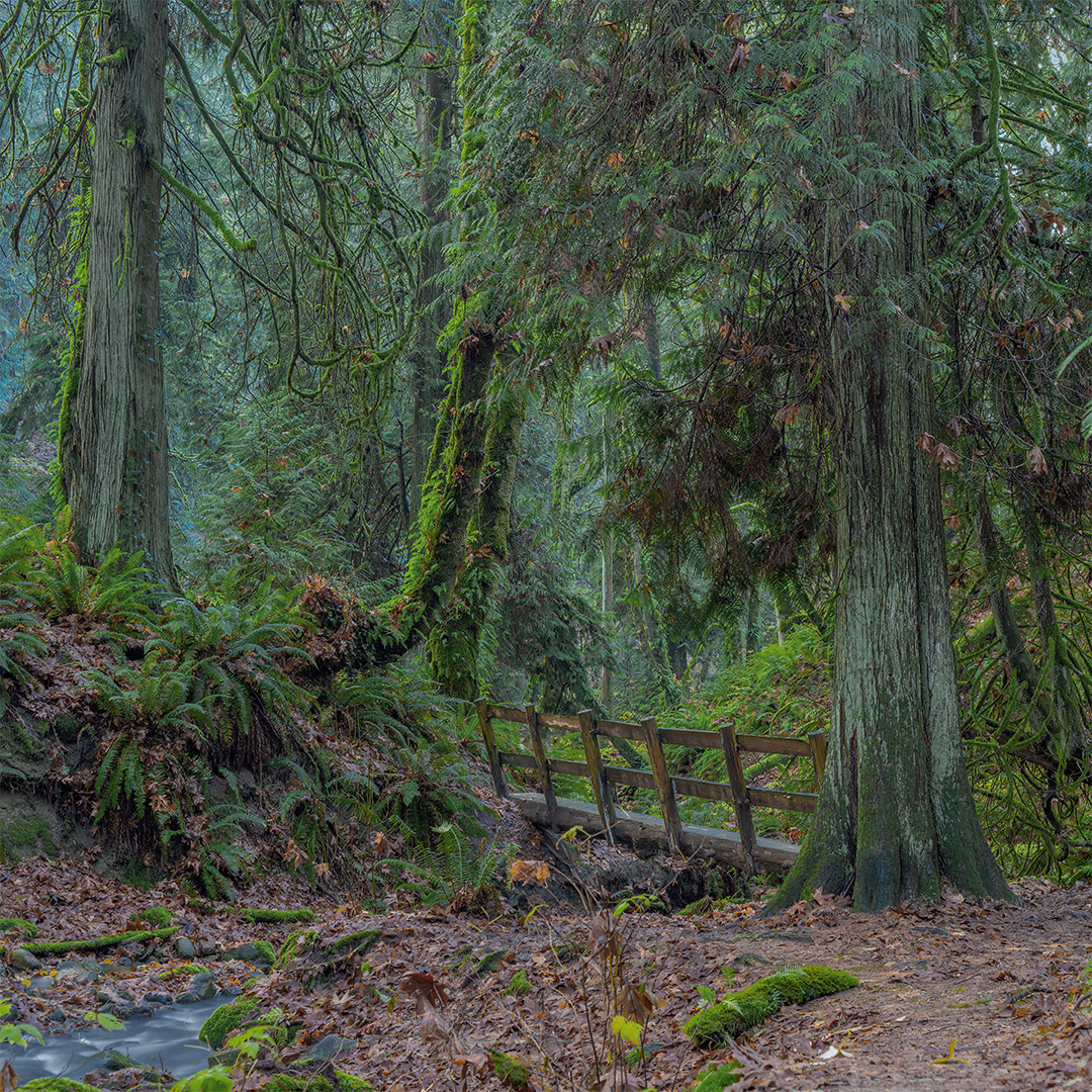 Denny Creek Forest in the rain