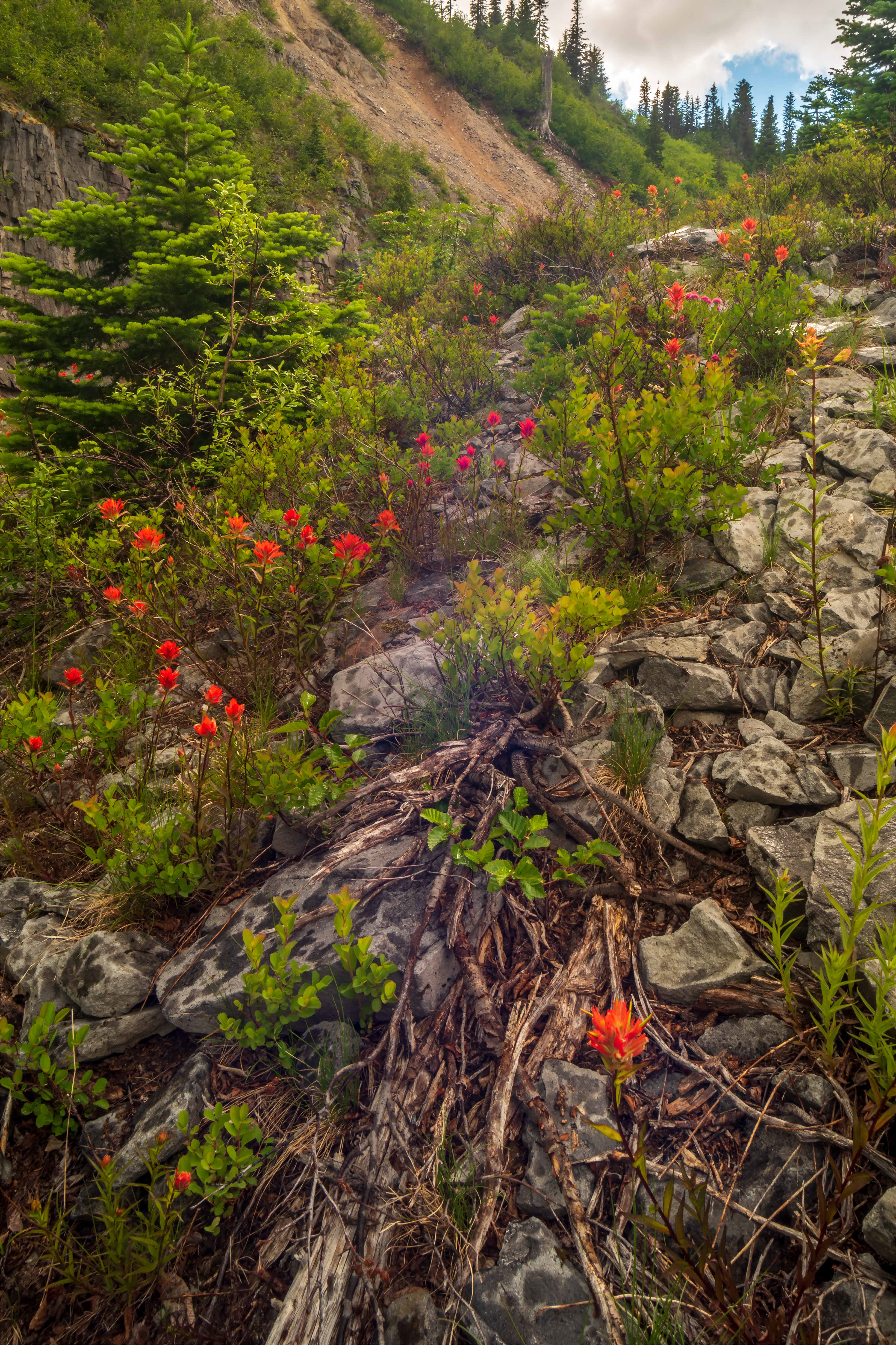 Mt Rainier, WA