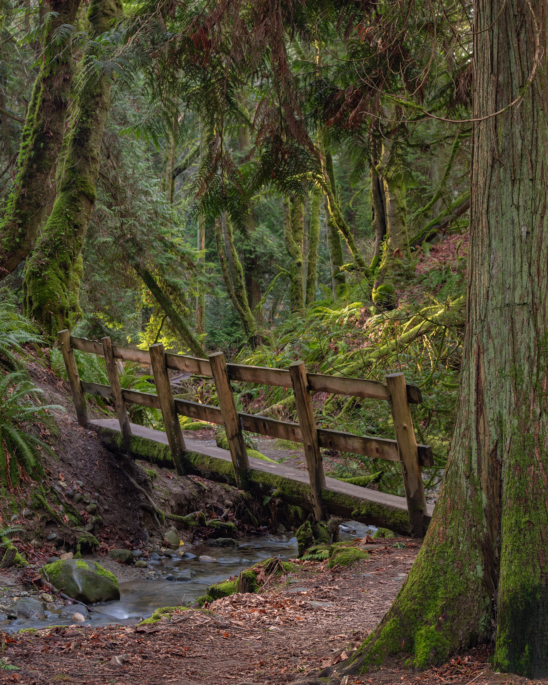 Denny Creek Forest, WA