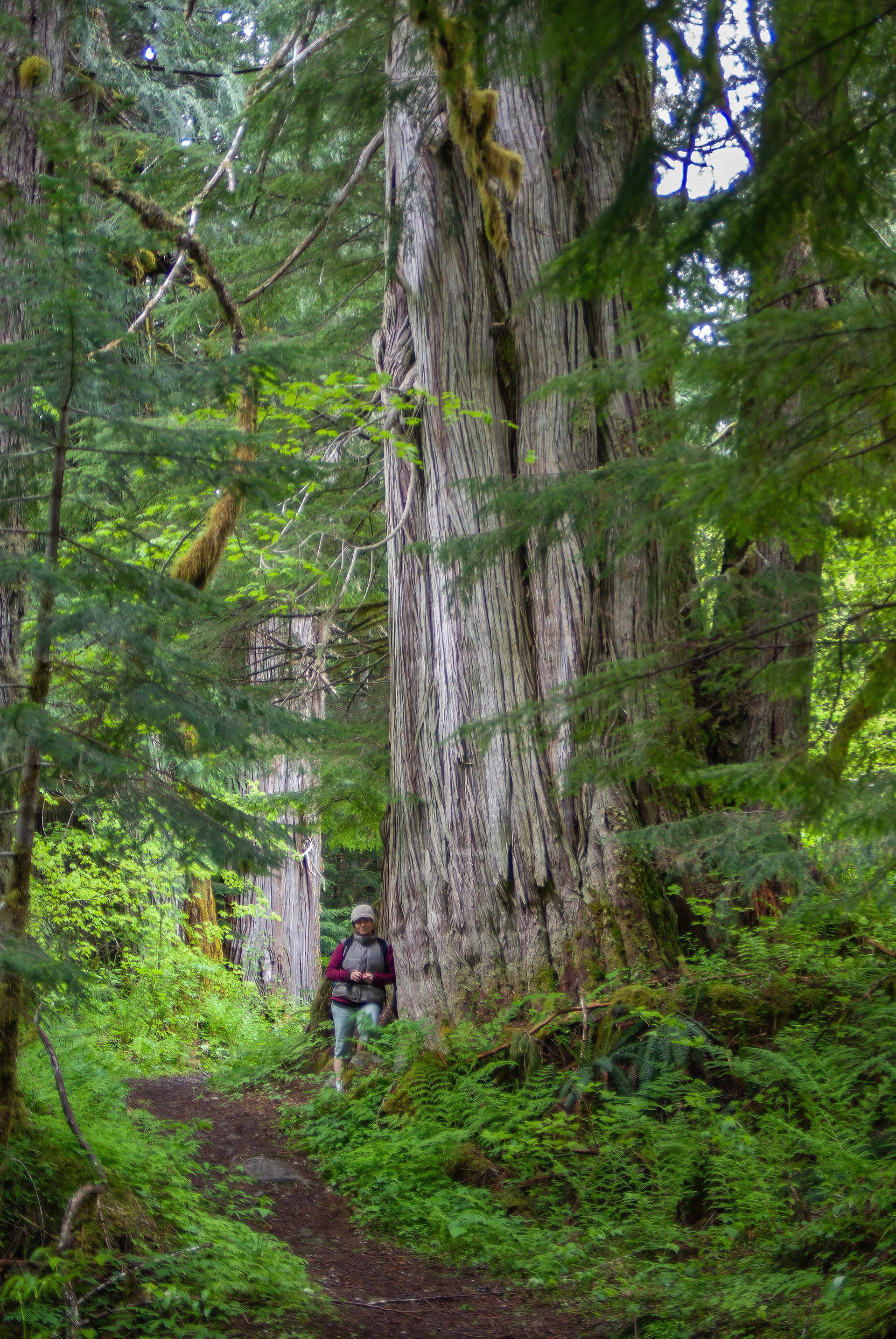 Goat Lake Trail, WA