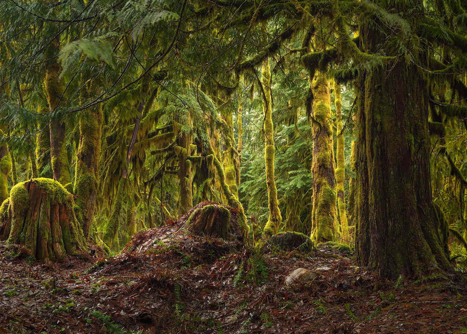Trout Creek Trail, WA