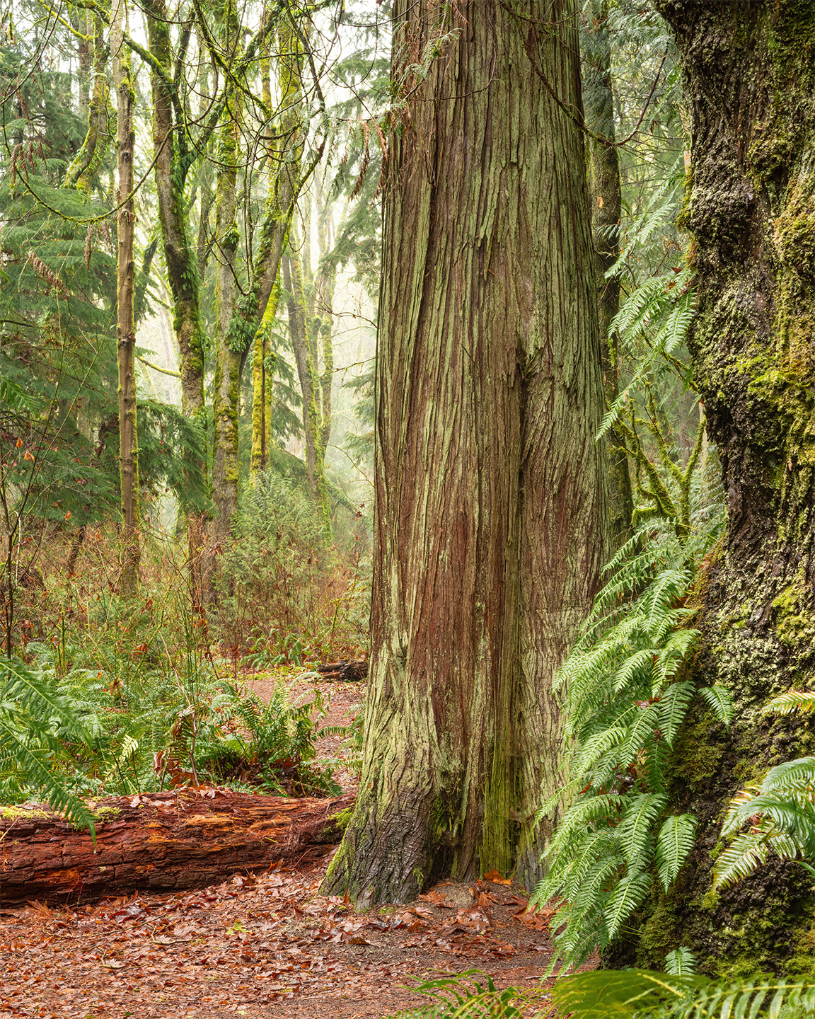 Bellevue Botanical Gardens